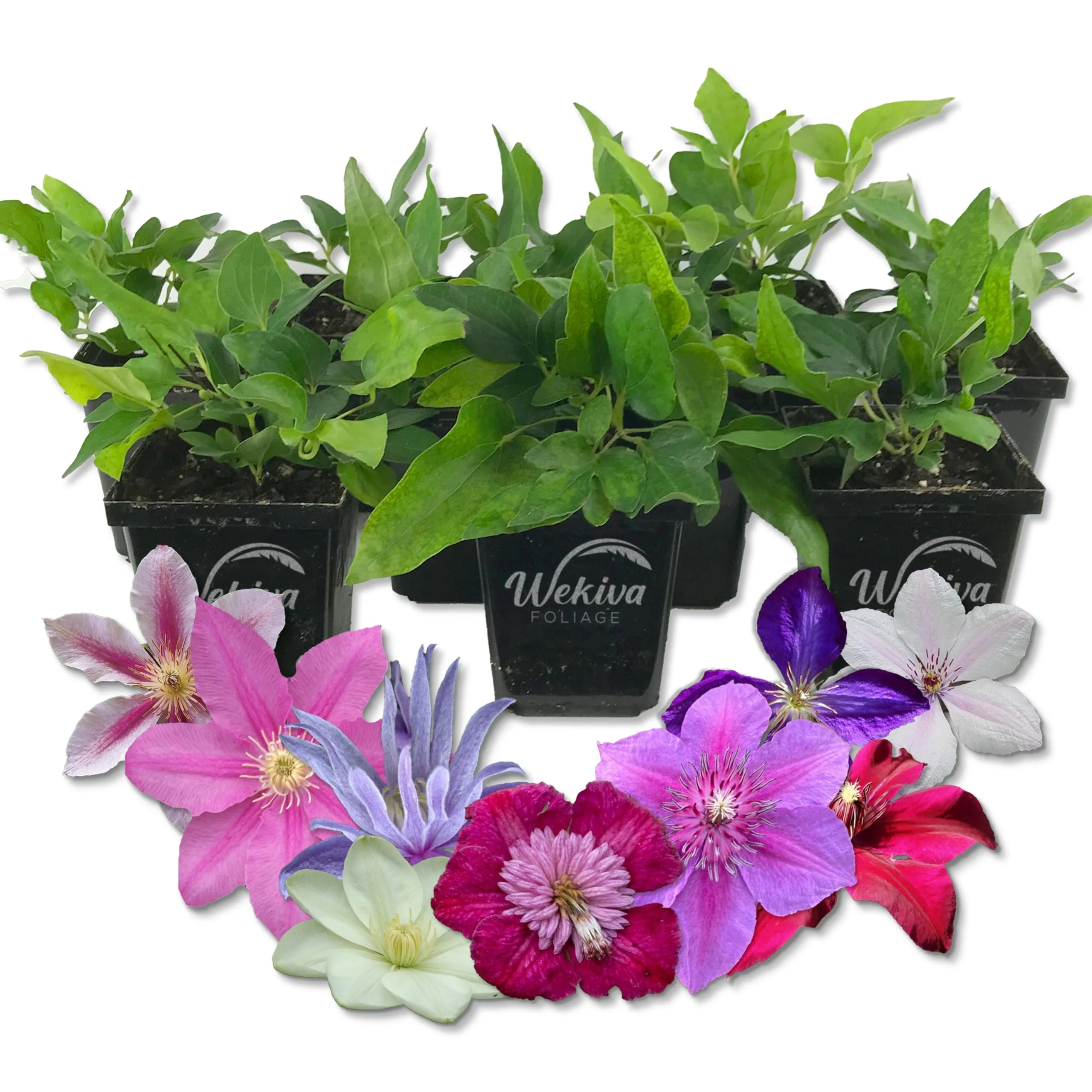 Clematis Variety Pack - 10 Live Starter Plants in 4 Inch Pots - Grower's Choice One Each of Multiple Clematis Varieties - Beautiful Flowering Vines from Florida