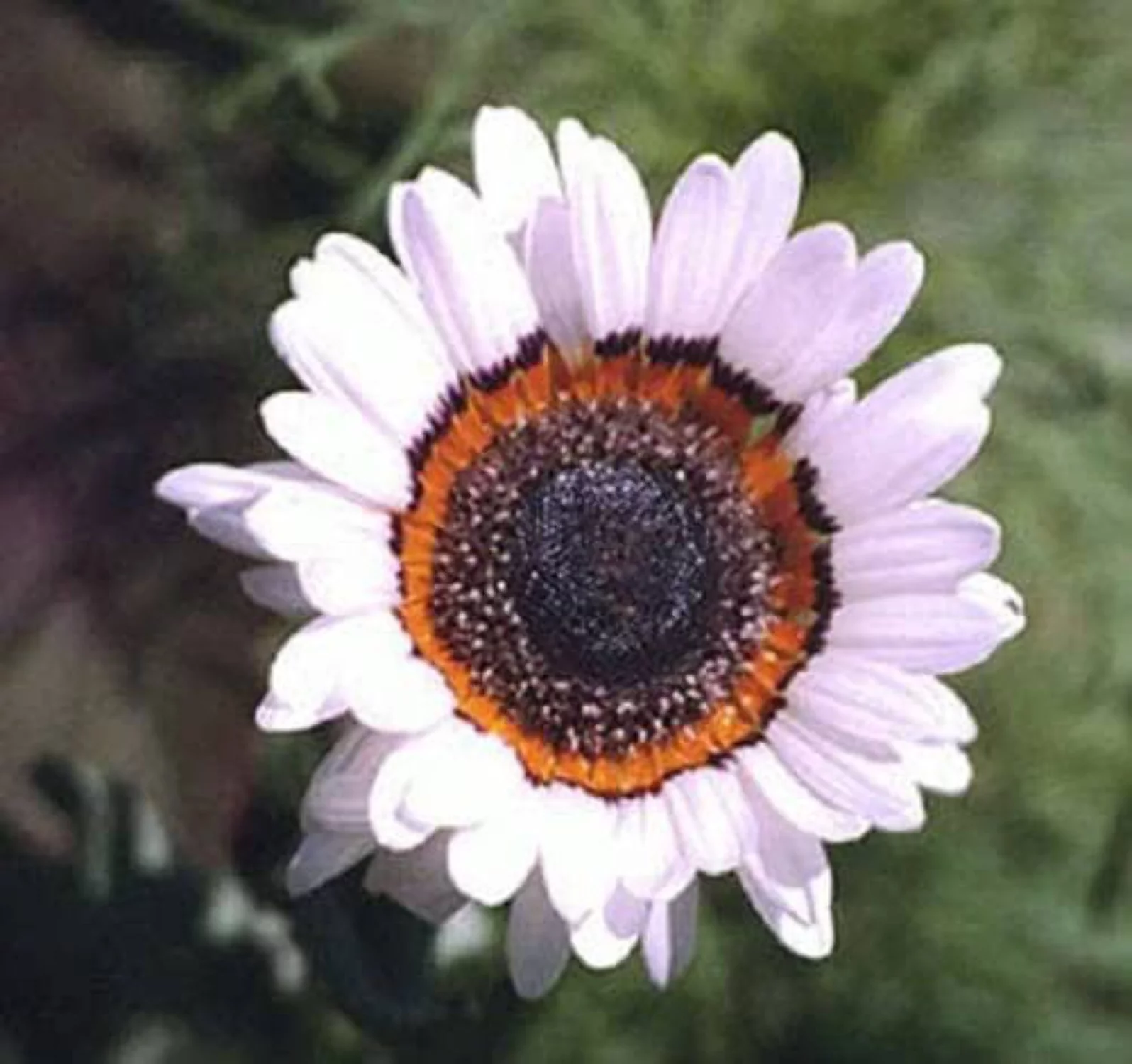 50 WHITE Zulu Prince CAPE DAISY Venidium Fastuosum Alba Flower Seeds