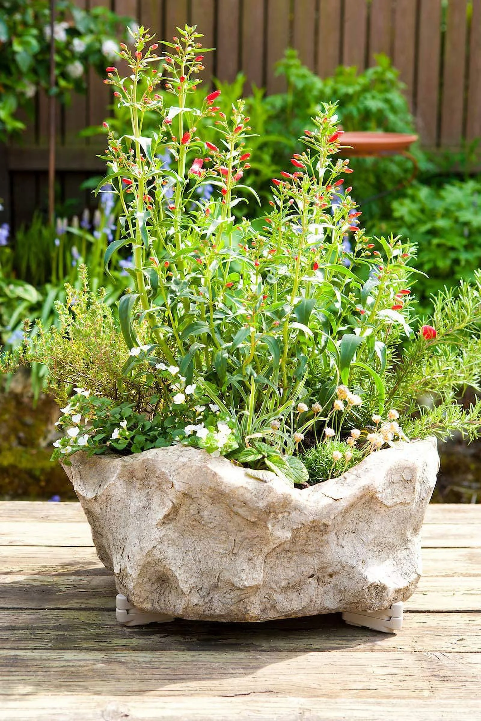 Bosmere SPT-06TCCS, Terra-Cotta (Pack of 6) Pot Toes