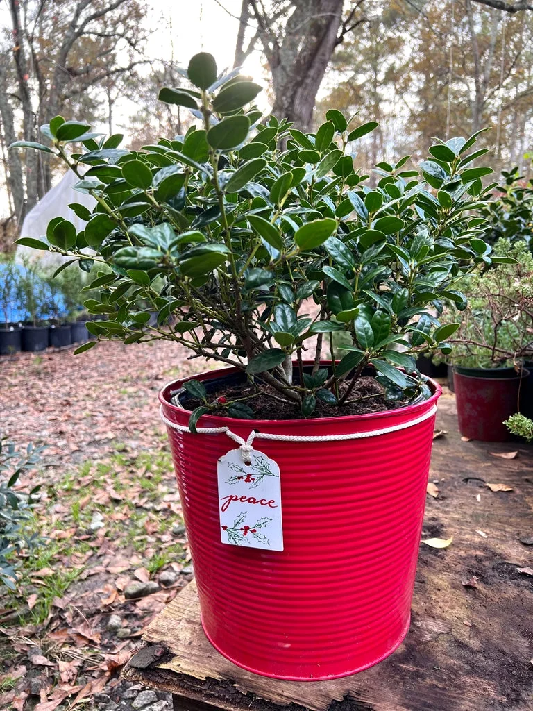 Pixies Gardens Dwarf Burford Holly 2 Gallon