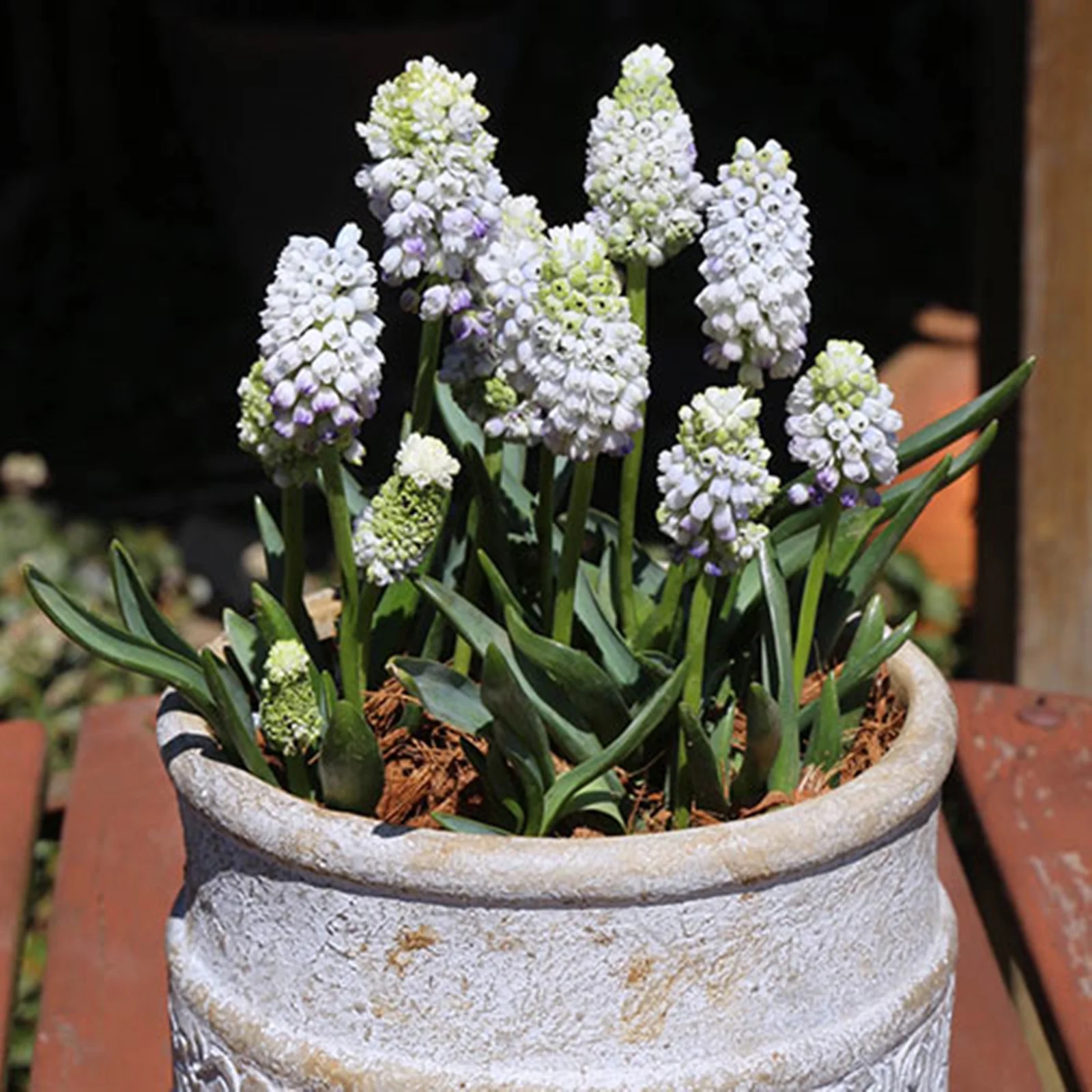 Grape Hyacinth Bulbs, Perennials, Balcony, Garden,Seasonal Flowers, Ornamental,Bulbs, Grape Hyacinth Bulbs For Sale