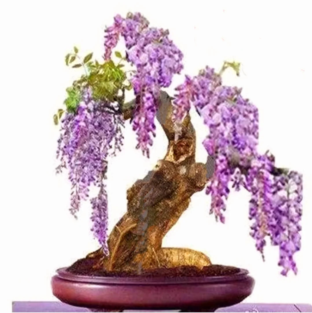 25 Japanese Wisteria Seeds Purple Flowers with Scented Fresh 2024