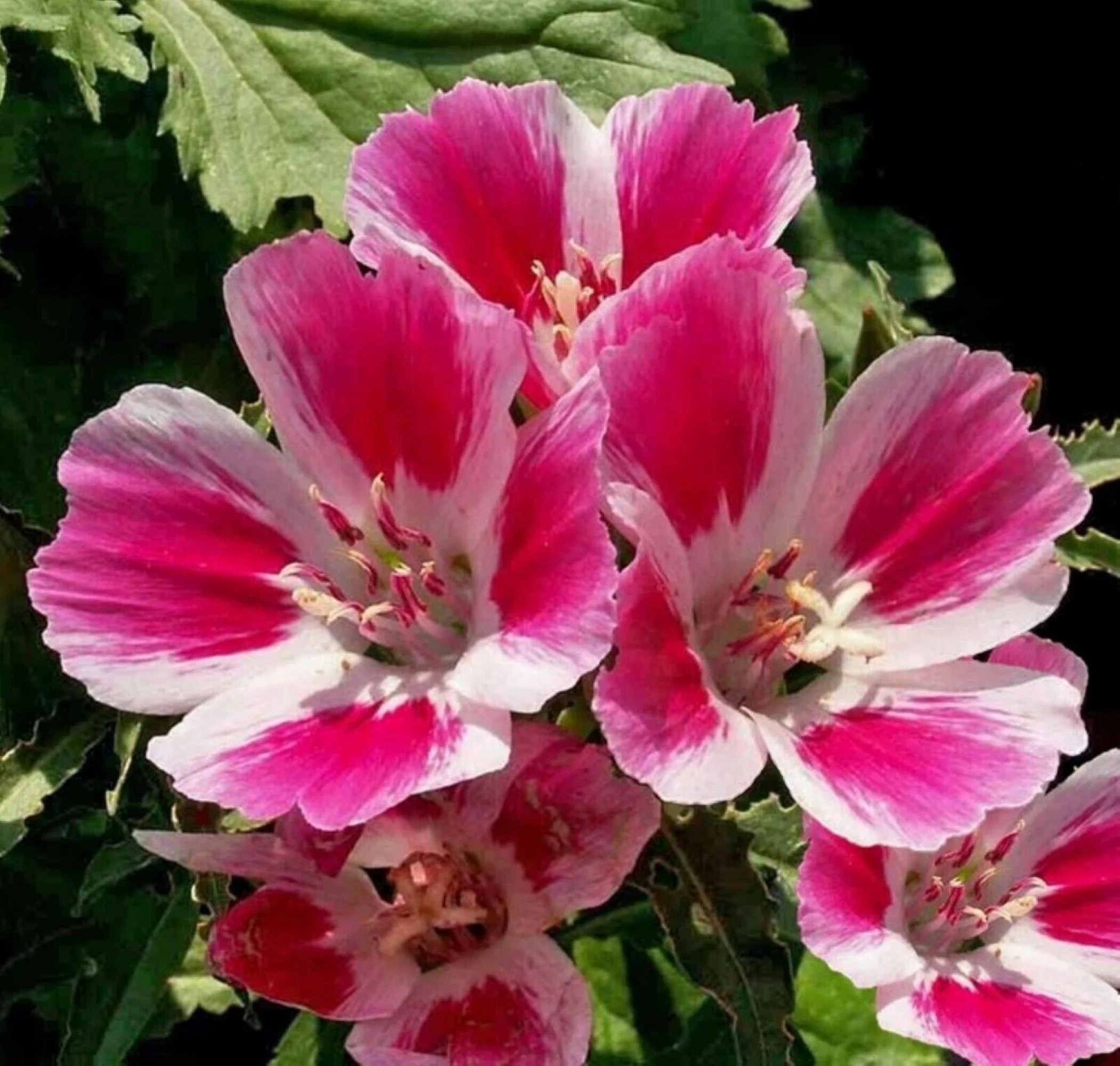 Farewell to Spring Godetia Seeds/Annual/Full Sun/17K Seeds 1 oz/Zellajake Farm and Garden - B356