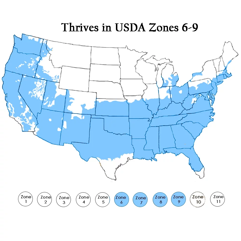 Holly Sky Pencil Live Shrub
