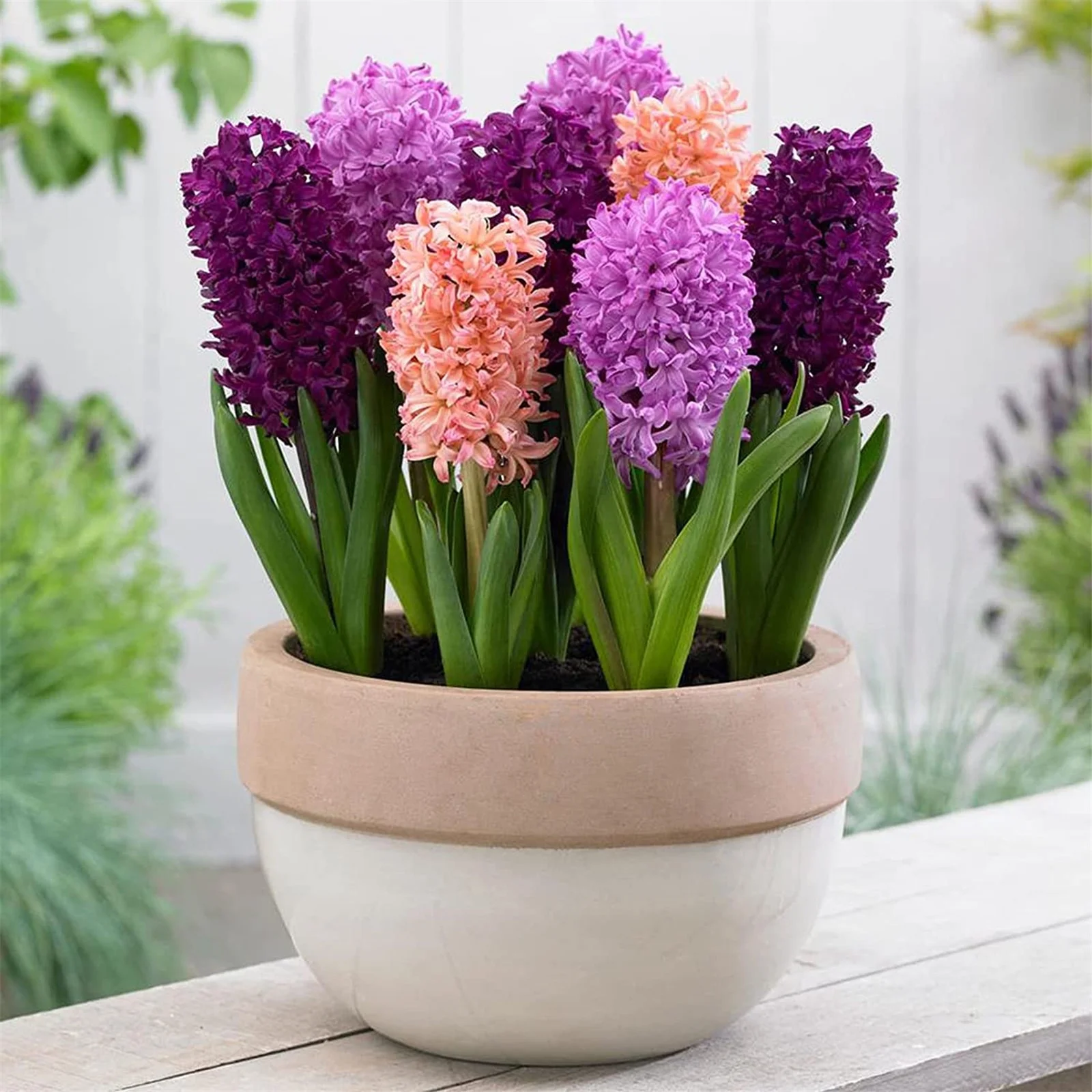 Hyacinth Bulbs, Ornamental Flowers. Hyacinth, Aromatic Flowers, Hardy Perennial, Fragrant, Simple And Elegant, Room Decoration,Hyacinth Plant,Perennial Garden Flowers,Hyacinth Bulbs For Planting,