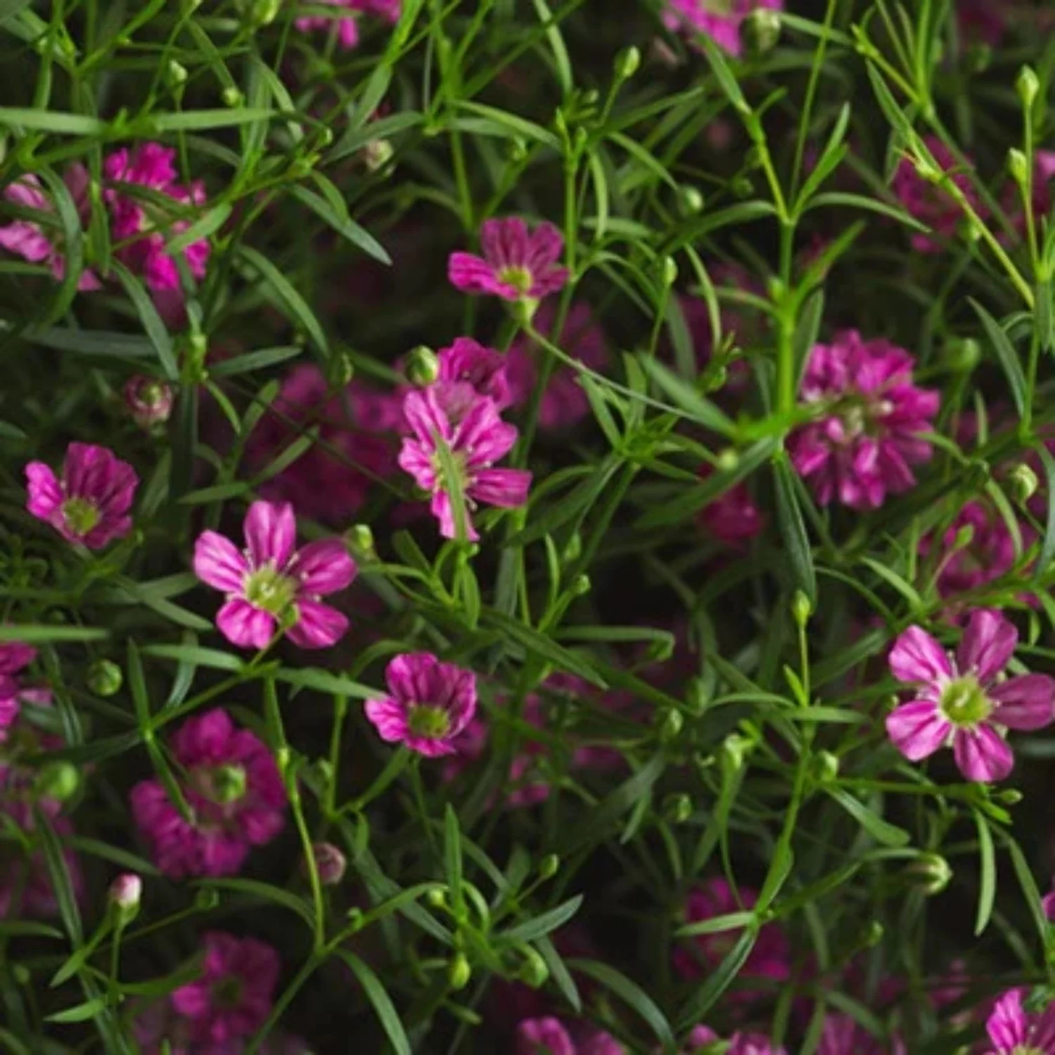 Gypsophila Gypsy Deep Rose Seed