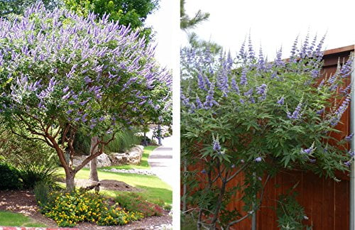 Bundle of 4 Texas Lilac Vitex Chaste Trees - Live Lilac Bush Plants - Quart Containers - FIBROUS Root System - Purple Blooms - Crape Myrtle Guy