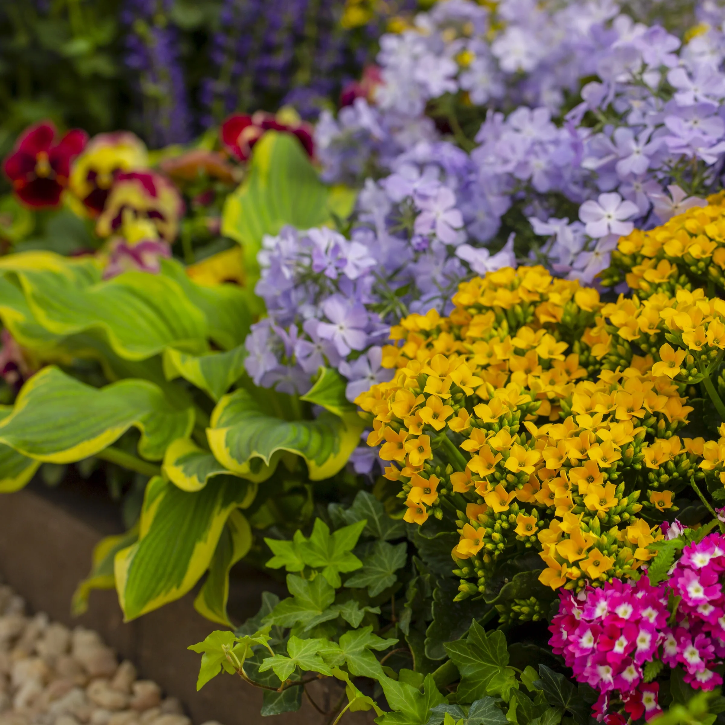 Better Homes & Gardens QT Yellow Kalanchoe Live Plant Grower Pot Sun