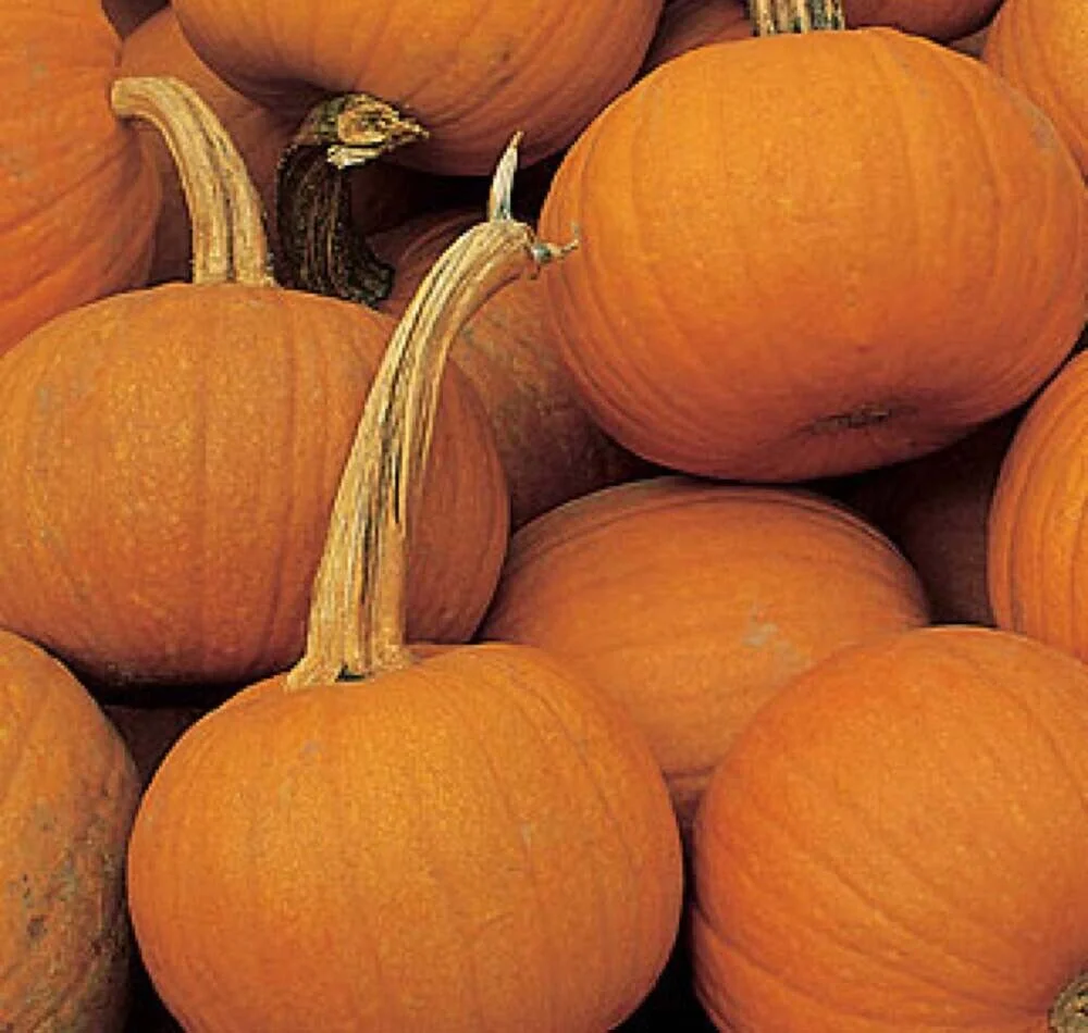 Small Sugar Pumpkin, NON-GMO, New England Pie Pumpkin, Sugar Pie, FREE SHIPPING, 800 Seeds or 1/4 LB