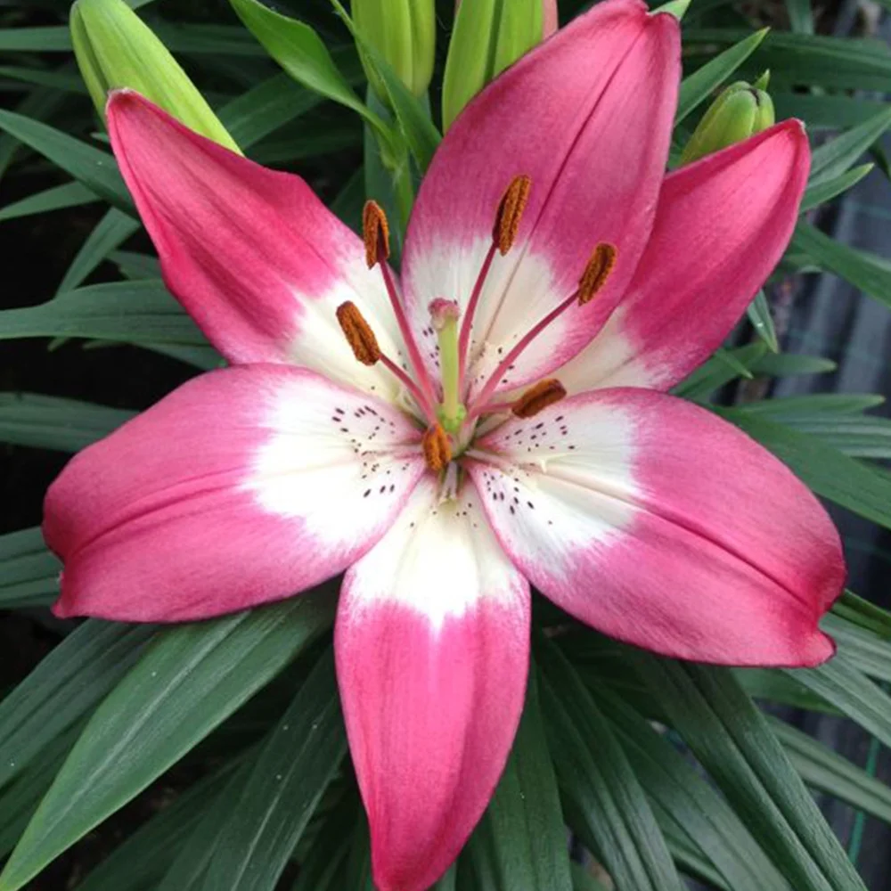 Lily Bulbs for Planting, Mixed Color - Lilium Flower Bulbs, Fresh Dug and Ready to Plant,Lilies Bulbs