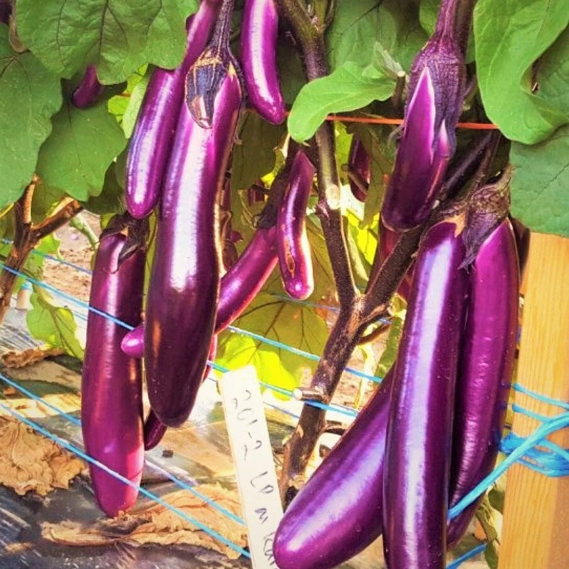 TomorrowSeeds - Chinese Eggplant Seeds - 200+ Count Packet - Purple Shine Long Asian Aubergine Ping Tung Japanese Eggplants Brinjal Asian Vegetable Seed For 2024