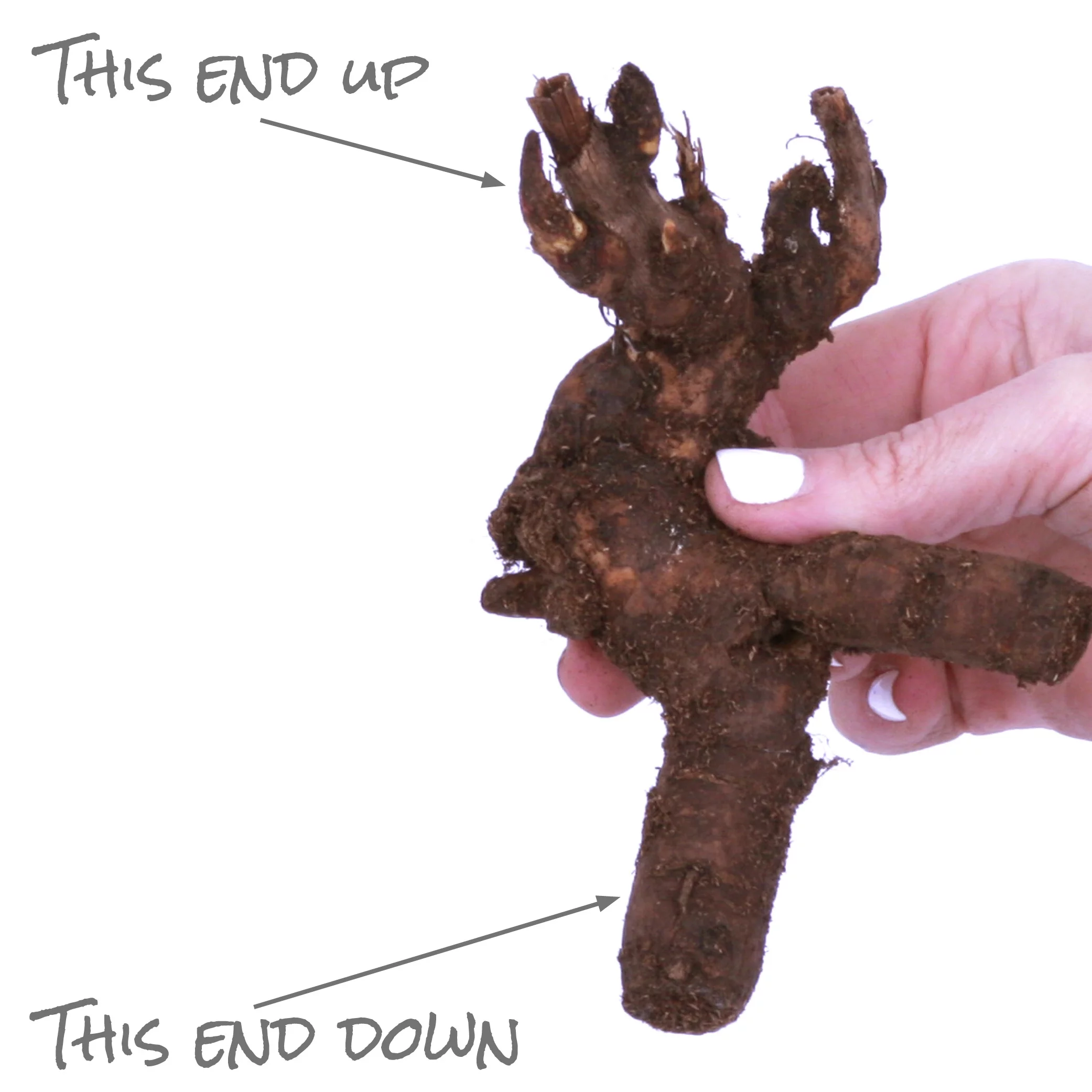 Van Zyverden Peonies Festiva Maxima Set of 6 Plant Roots White Partial Sun Deer Resistant 2 lbs