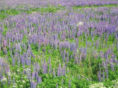 Lupin Wildflower 150 Seeds (Lupinus perennis) Heirloom - Non GMO - Open Pollinated