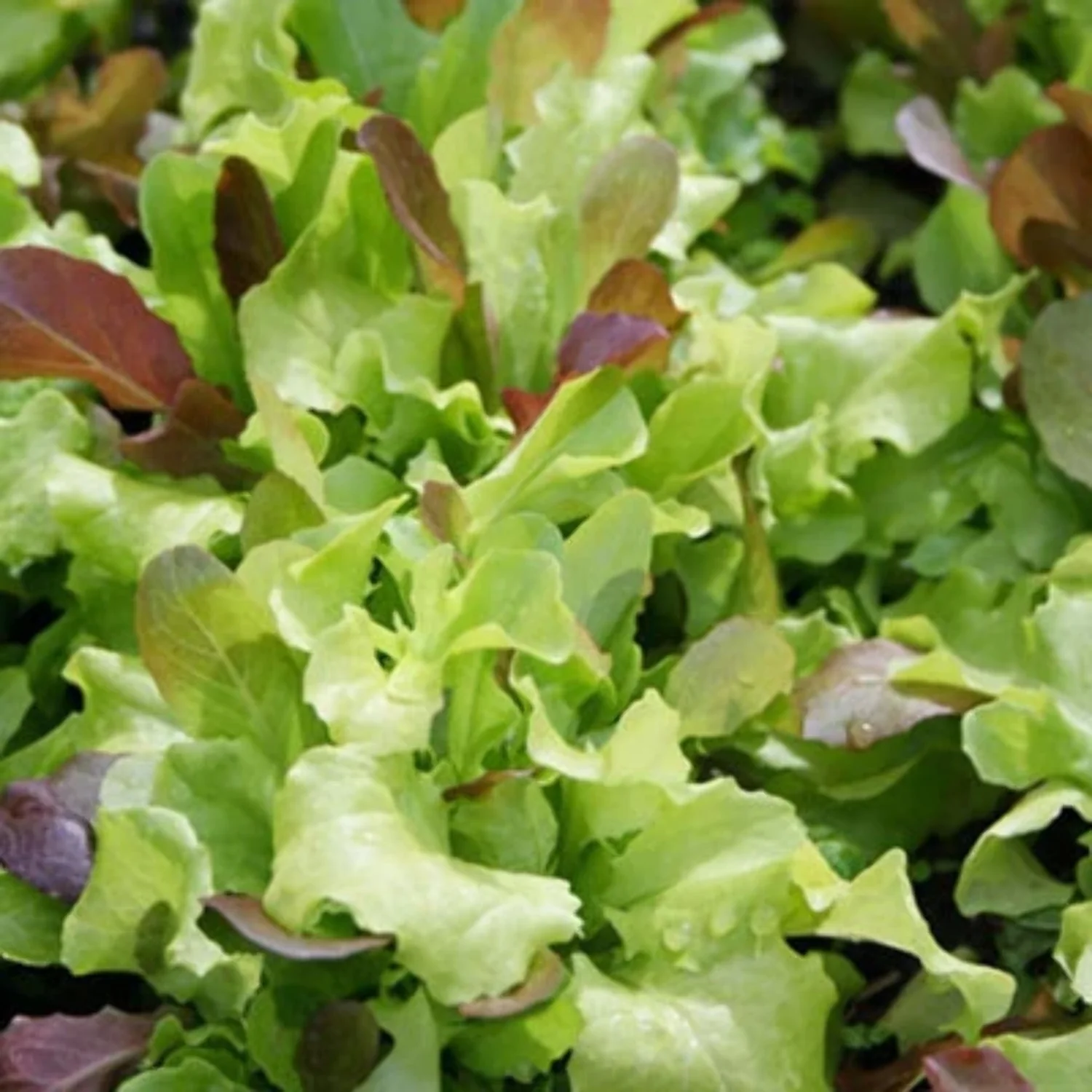 Lettuce Seeds - Harris’ Blend Untreated Non-GMO Variety Lettuce Seeds - Non-GMO - 250 Seeds