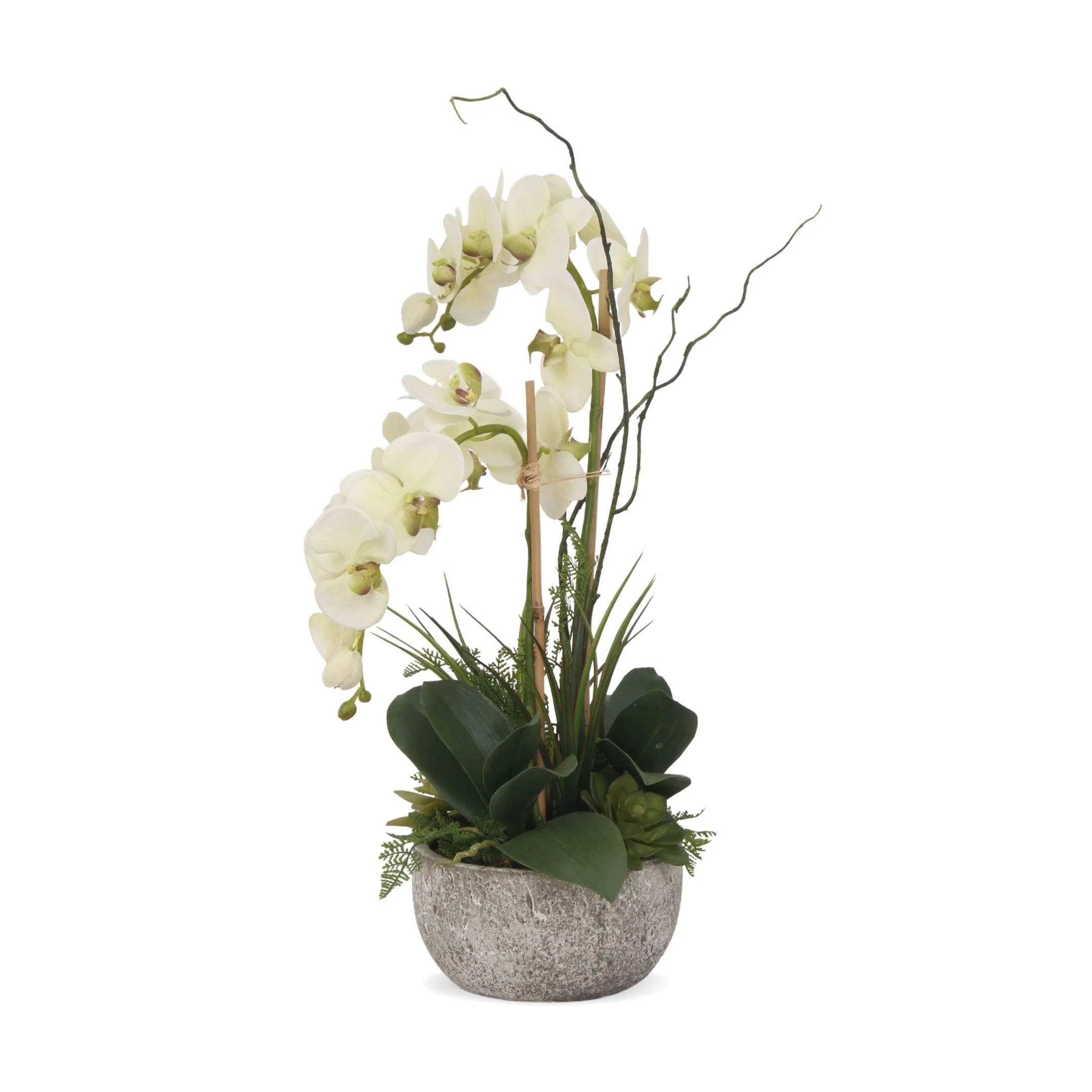 Cream Green Orchids, Succulents, Ferns Flower in Round Pot - 18