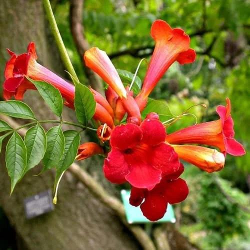 CHUXAY GARDEN Campsis Radicans Seed 20 Seeds Trumpet Vine Woody Climbing Vine Attract Butterflies and Bees Striking Landscaping Plant