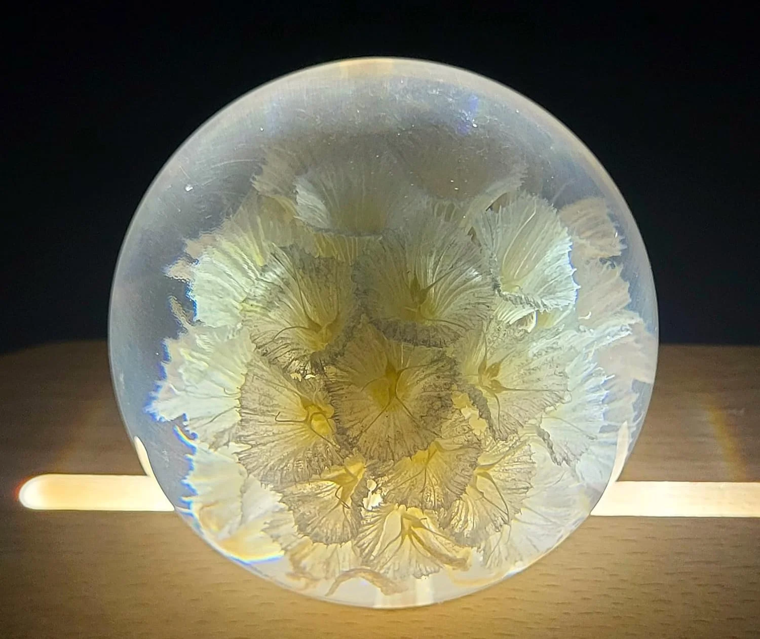 60mm Real White Windmill Fruit Starflower Flower Pincushion Seeds in Clear Lucite Resin Paperweight Ball Scabiosa Stellata Anniversary Wedding Valentine Mother's Day Gift Herbarium Display Collection