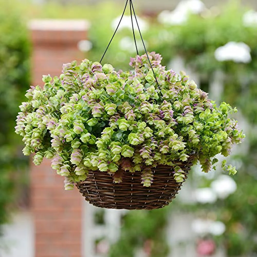Origanum 'Kirigami' Seeds Ornamental Oregano Seeds Perennial Decorative Attracts Bees Deer Resistant Hardy Hanging Baskets Container 50Pcs Herb Seeds by YEGAOL Garden