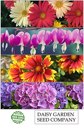 Daisy Garden 50 Pcs Mirabilis Jalapa Four O'Clock Flower Seed Tropical Ornaments Flower