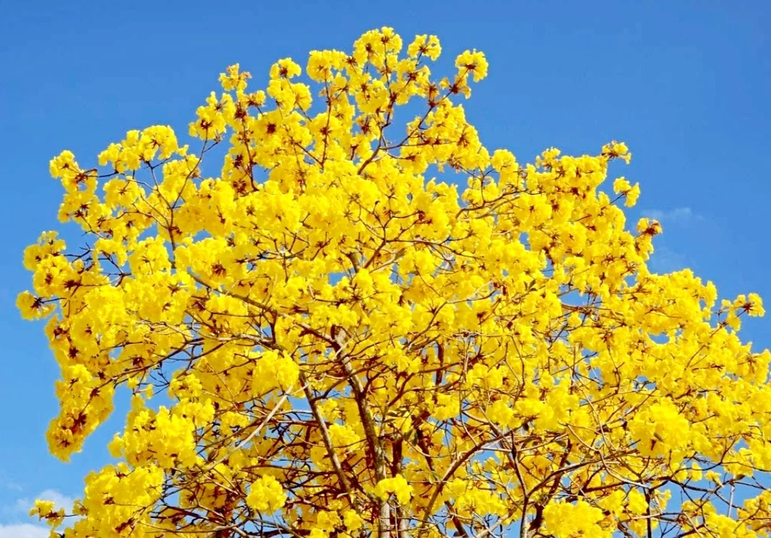 60 Seeds Golden Trumpet Handroanthus chrysotrichus Tabebuia Chrysantha Fresh 2024 Yellow