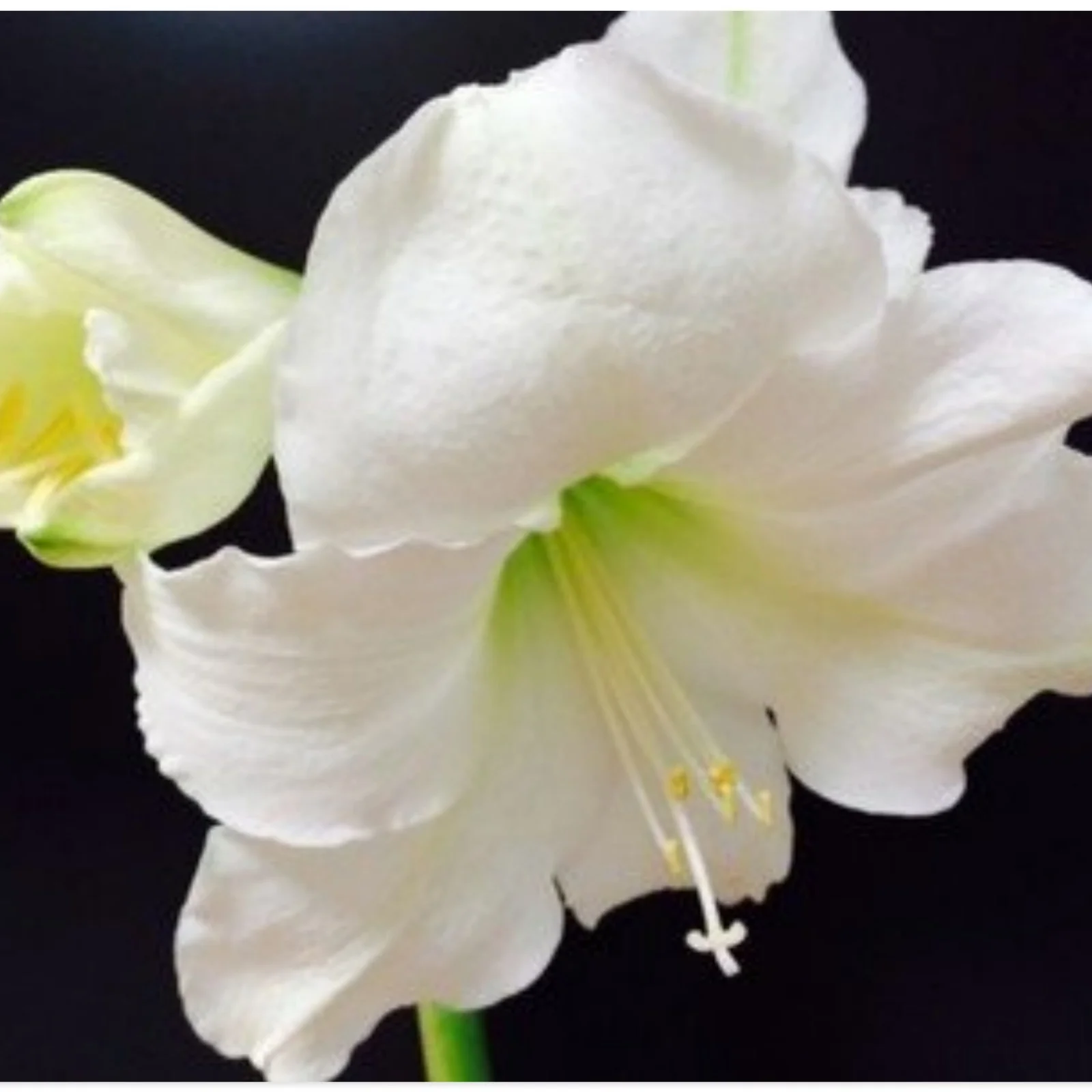 Amaryllis Bulbs For Planting,Amarillos,Iridescent,Amaryllis Bulbs For Sale,Amaryllis Pots,Amaryllis Plants,Amaryllis Belladonna Bulbs,Beautify Environment,Amaryllis Belladonna.