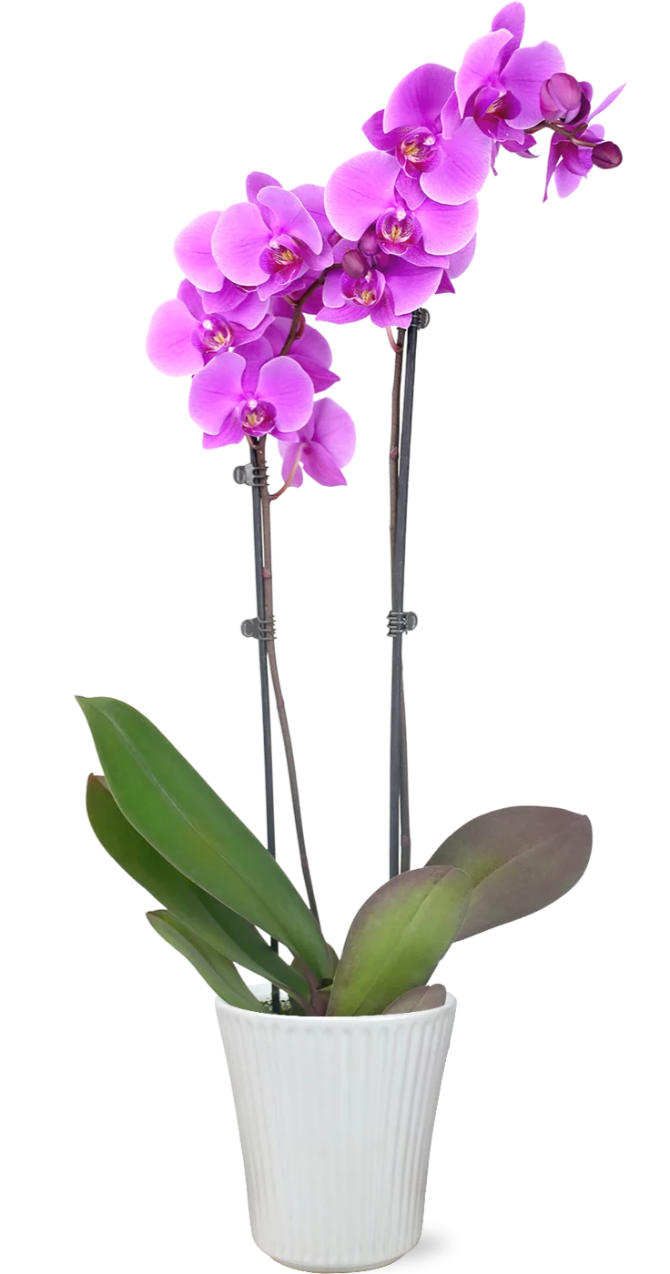 JAI 5IN Everyday Orchid PurPnk - RDC