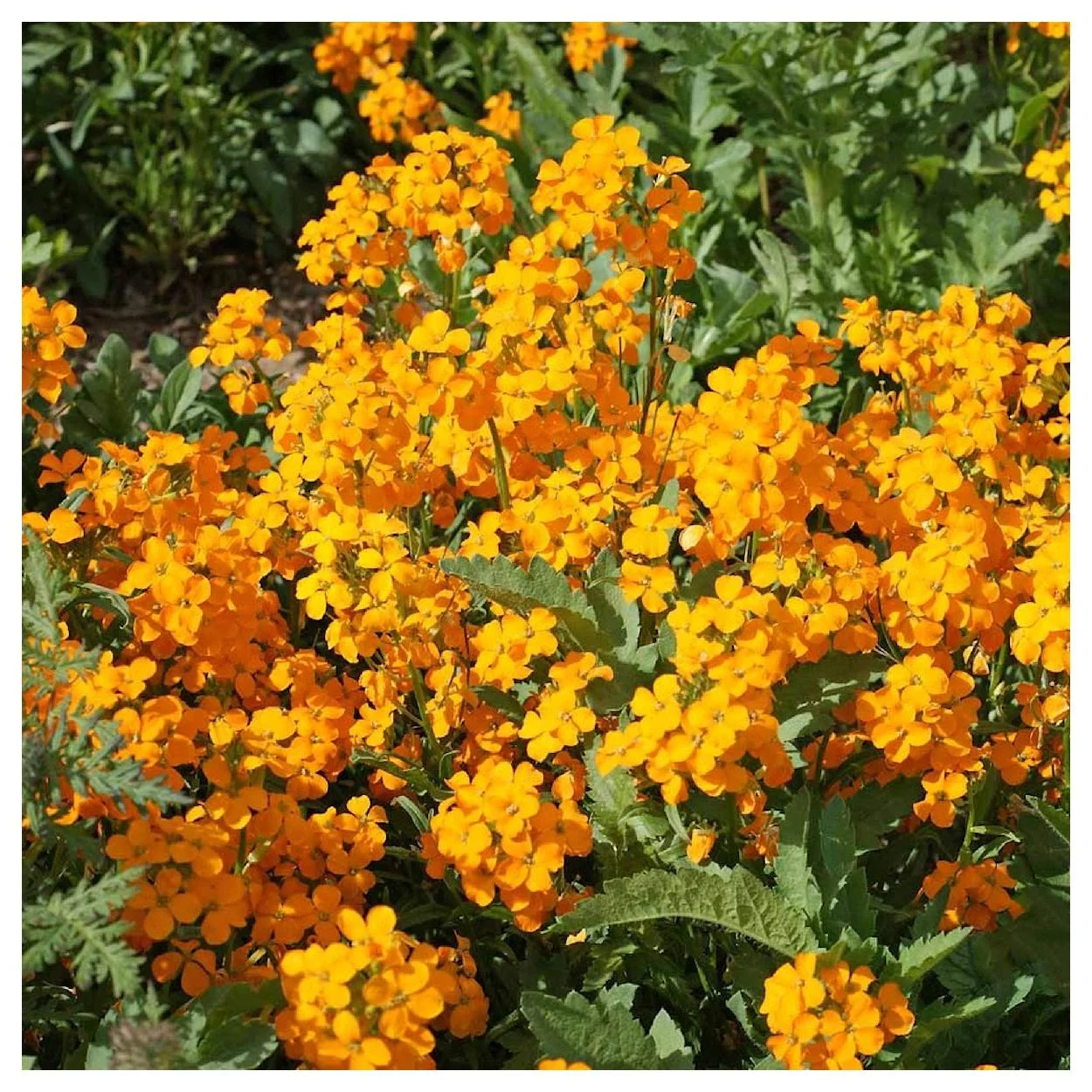 Everwilde Farms - 2000 Siberian Wallflower Garden Flower Seeds - Gold Vault Jumbo Bulk Seed Packet