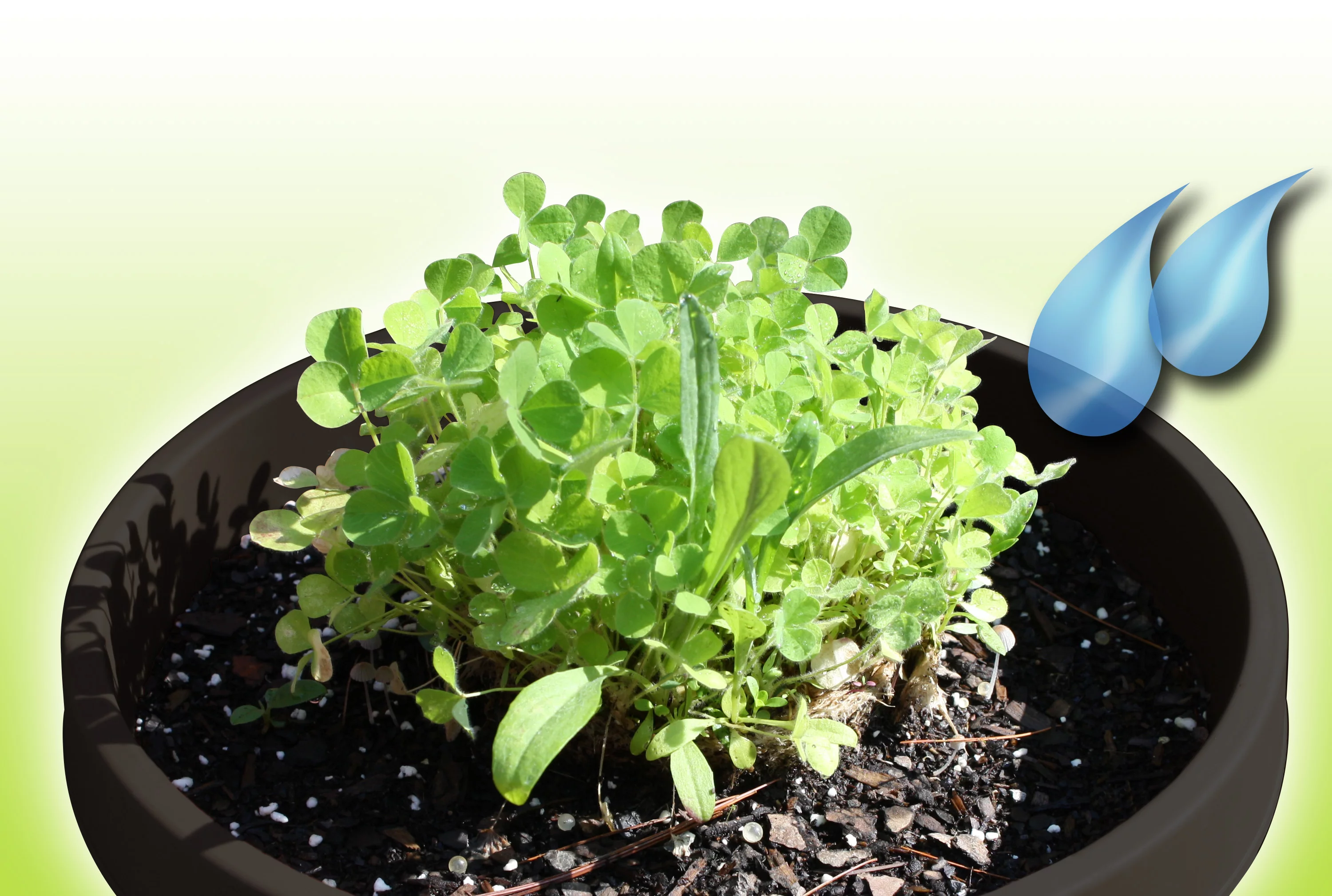 Flower Rocket As Seen On TV Butterfly/Hummingbird