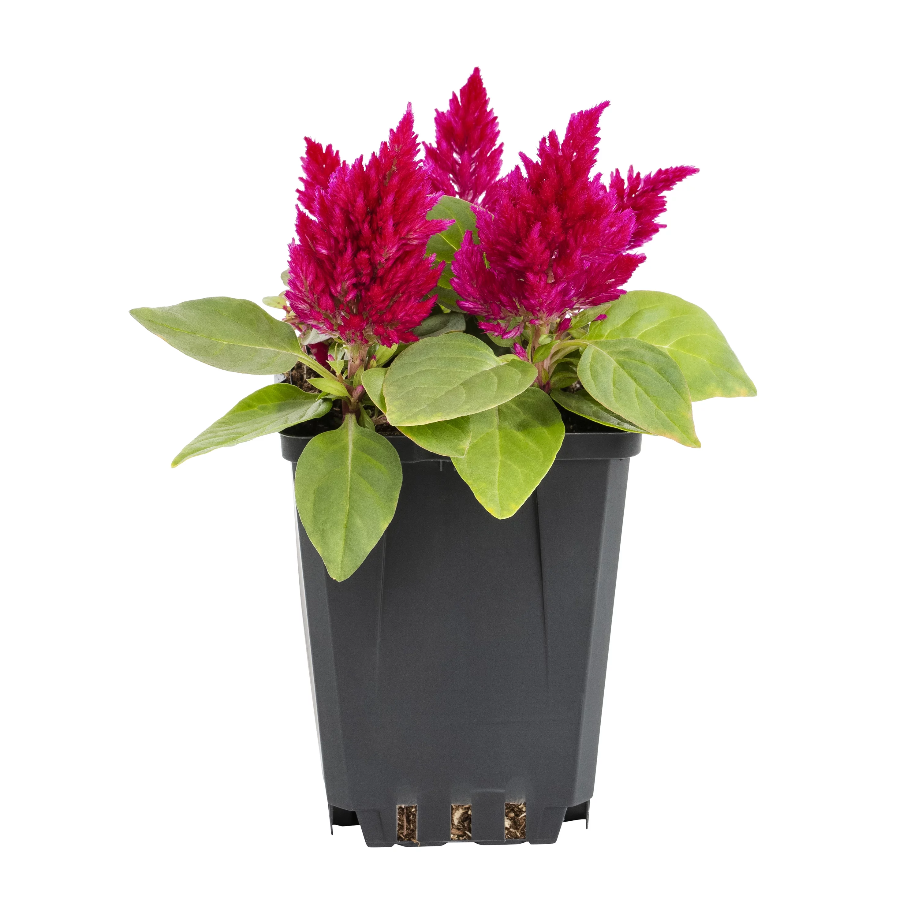 Expert Gardener PT Multicolor Celosia Live Plants with Grower Pot