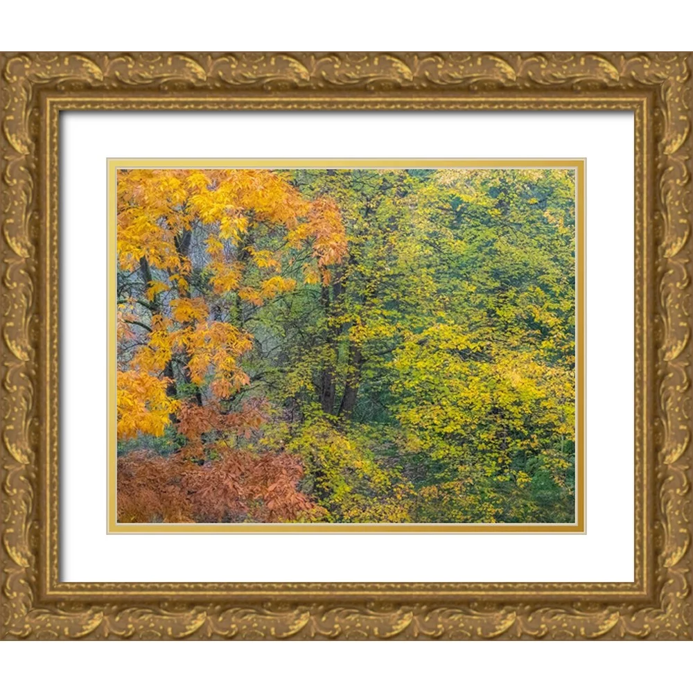 Gulin, Sylvia 32x26 Gold Ornate Wood Framed with Double Matting Museum Art Print Titled - USA-Washington State-Easton and fall colors on Big Leaf Maple and Vine Maple