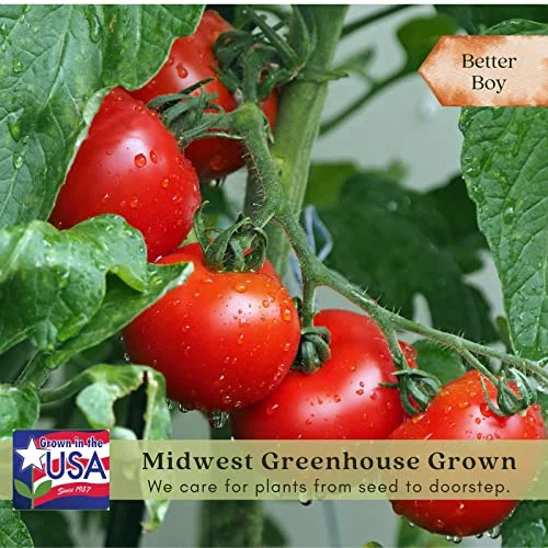 Clovers Better Boy Tomato Plants – Two (2) Live Plants – Non-GMO - Not Seeds - Each 4