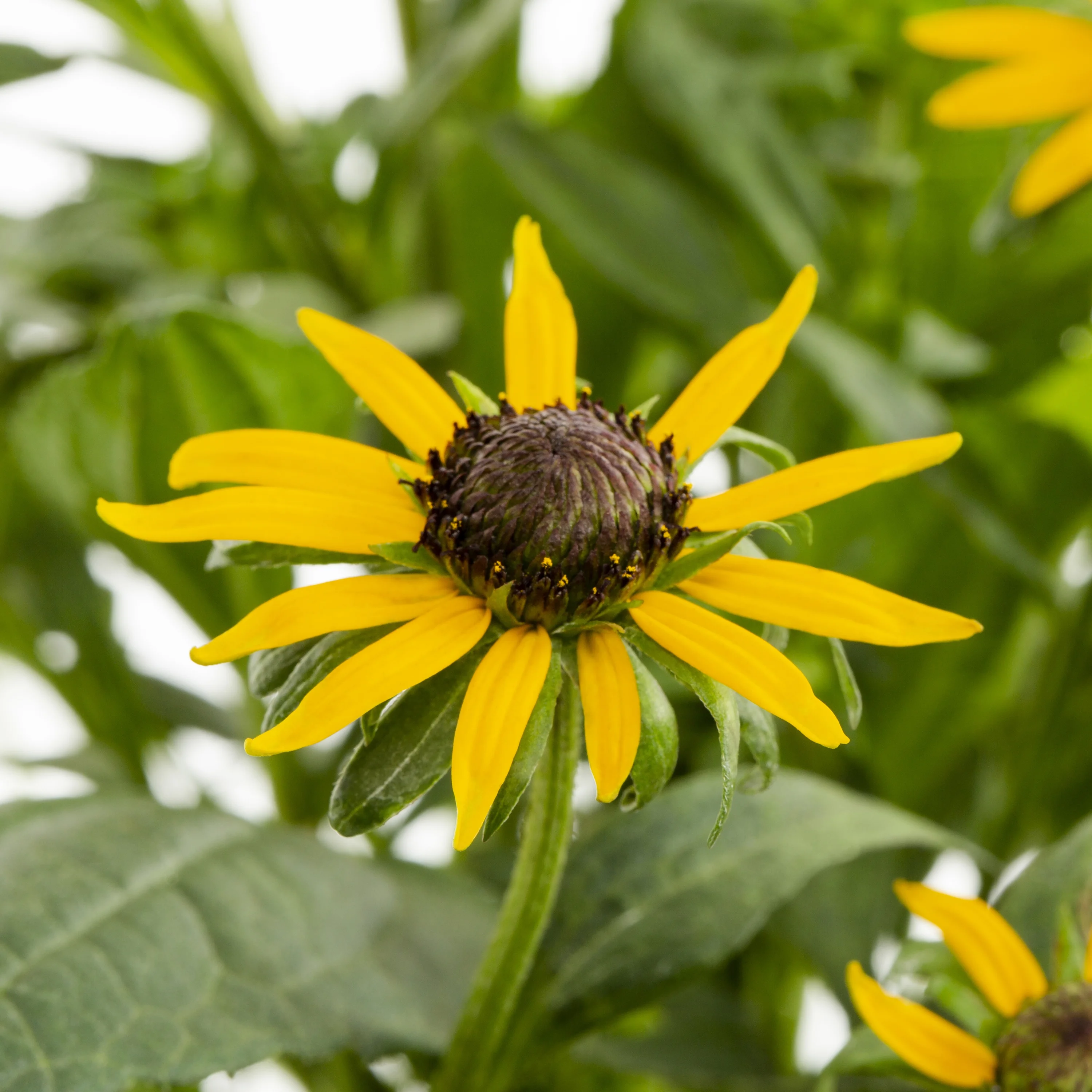 Better Homes & Gardens 2.5QT Yellow Rudbeckia Live Plant Grower Pot Sun