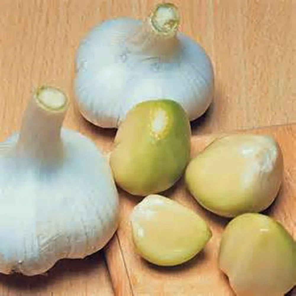 Elephant Garlic, 2 Huge Bulbs! Great for Planting, Eating or Cooking! Non GMO, Organic. Milder Tasting Garlic