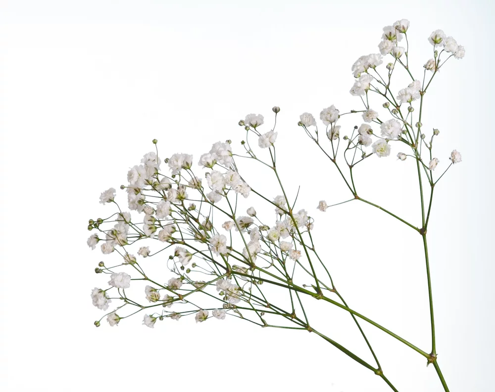 Earthcare Seeds - Baby's Breath 1000 Seeds (Gypsophila Elegans) Heirloom - Open Pollinated