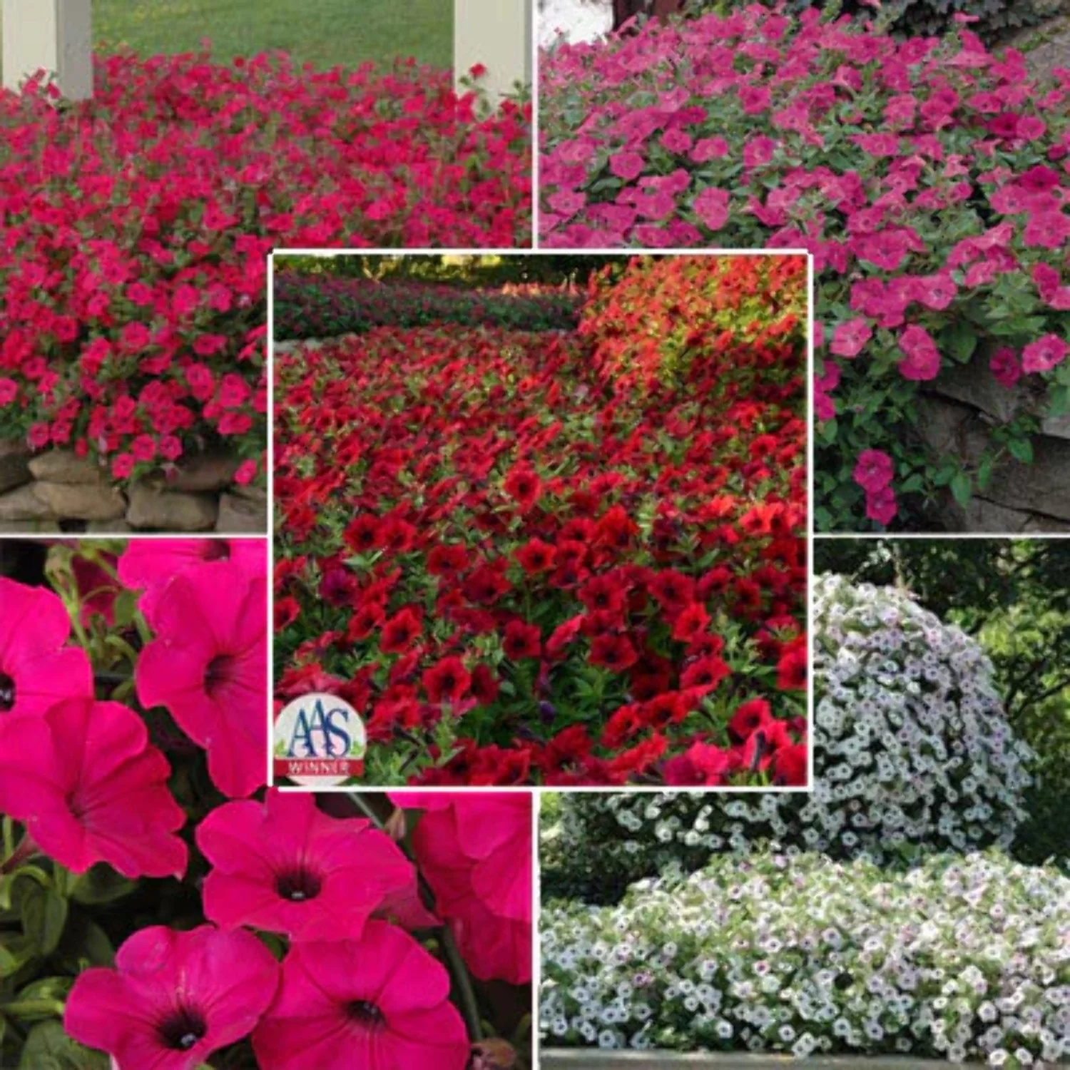 Petunia Tidal Wave F1 Collection Seed
