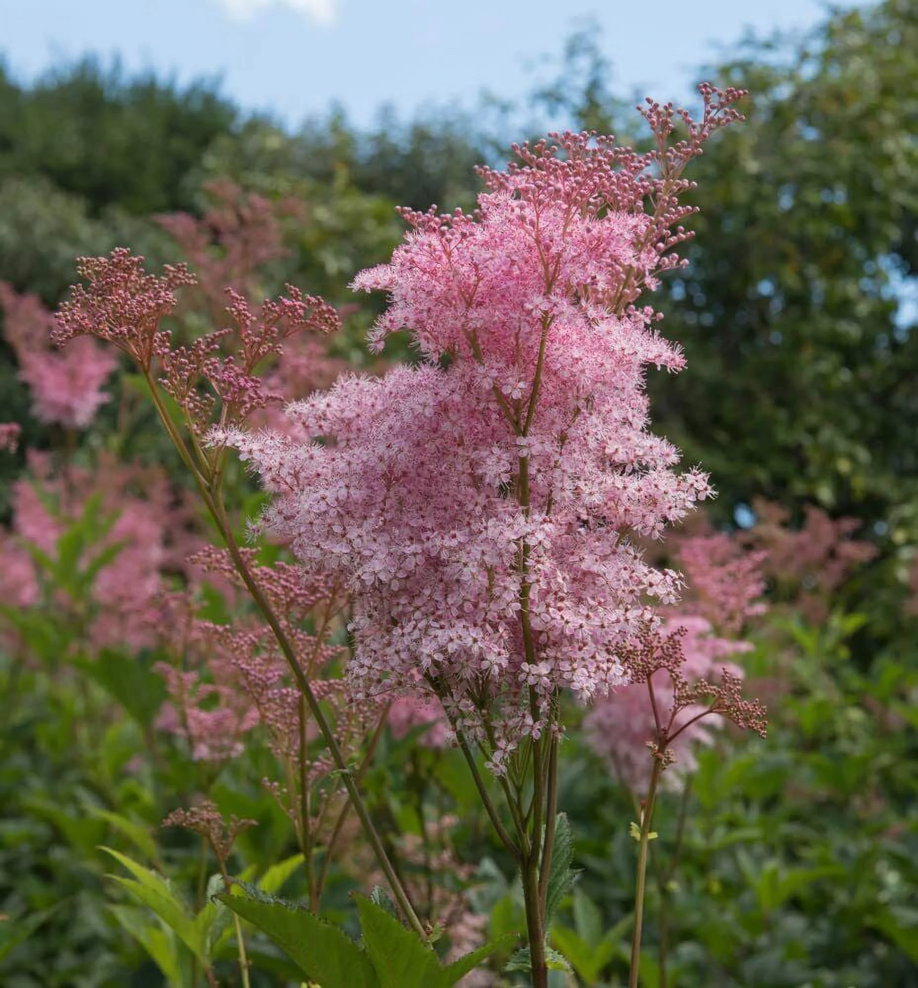 15 Rare Queen of The Prairie Seeds to Grow Filipendula rubra Made in USA
