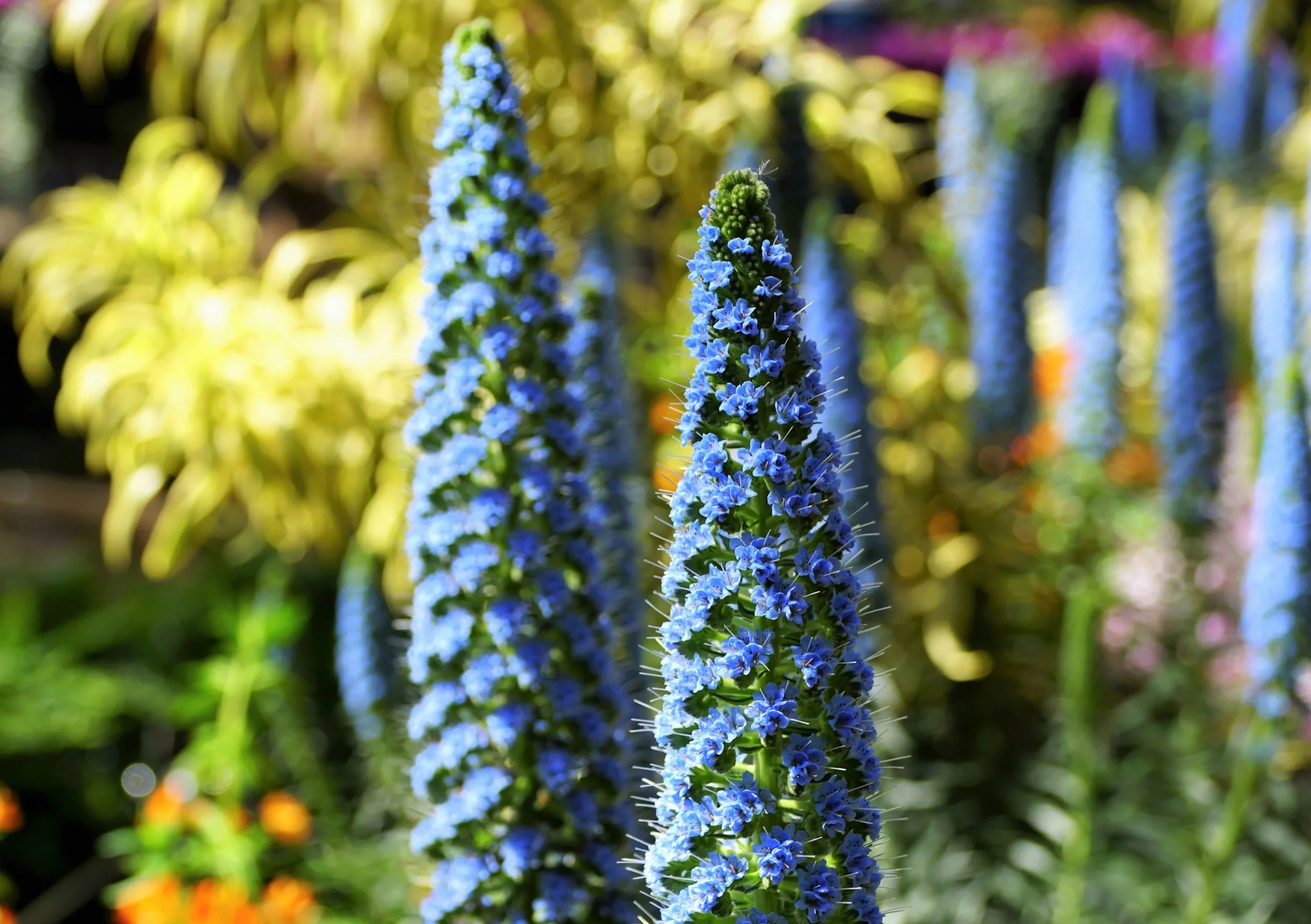 50 Blue PRIDE OF MADEIRA Echium Candicans Fastuosum Nectar Flower Seeds