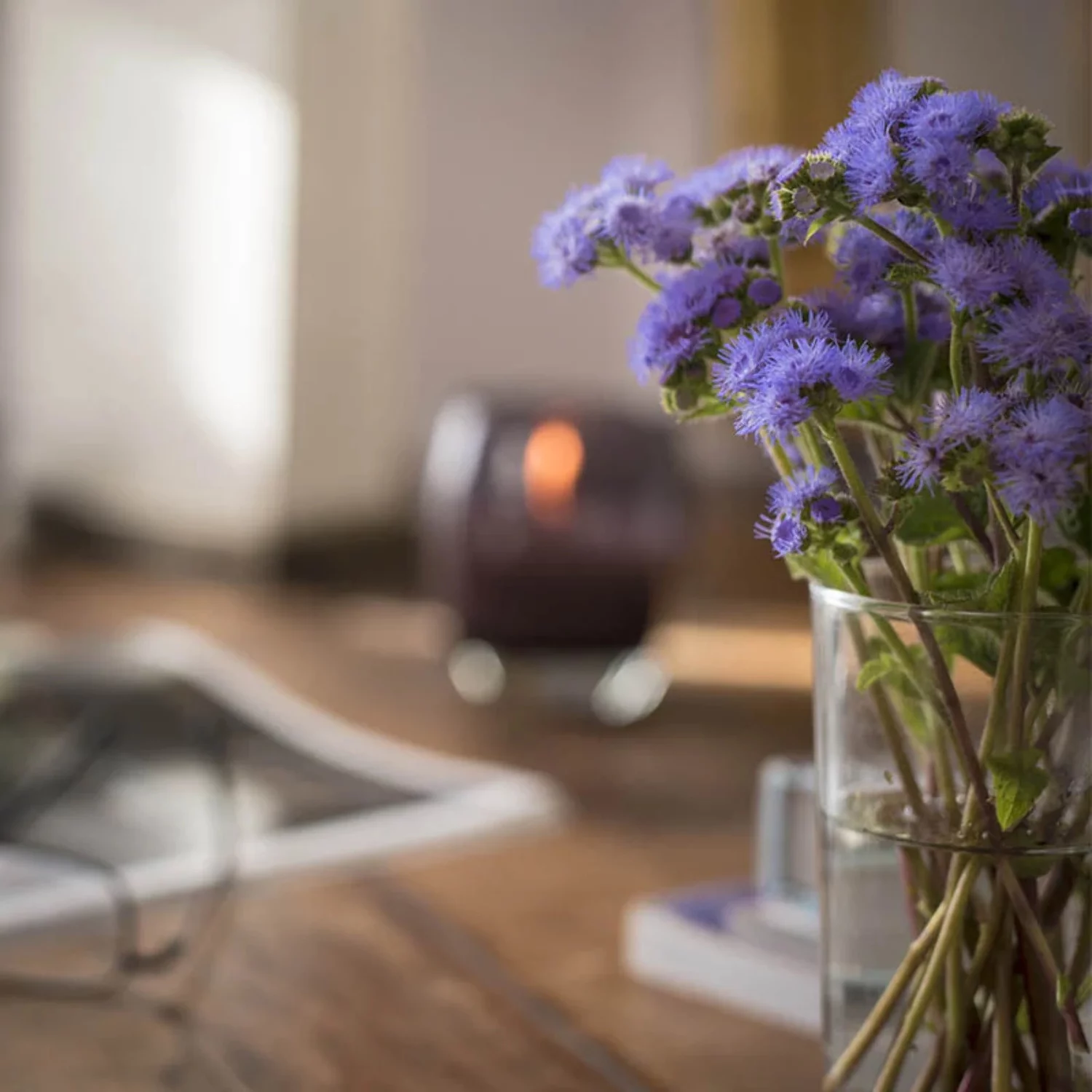 Ageratum Blue Horizon F1 Seed
