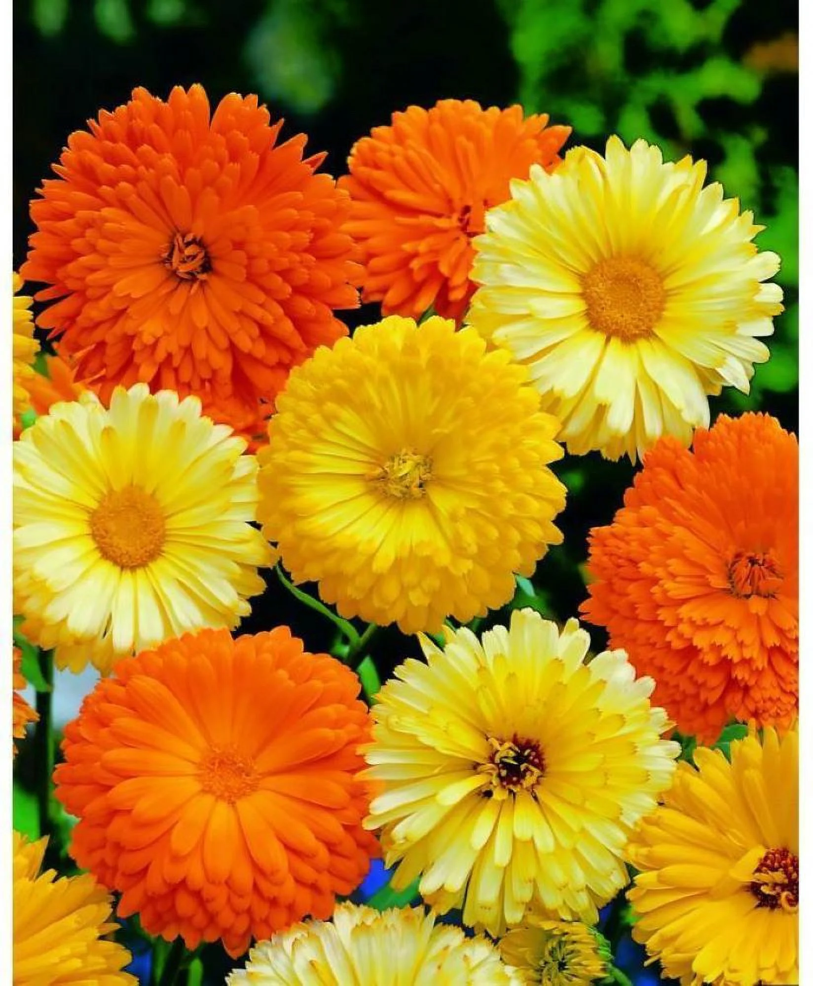 Calendula Pacific Beauty 100 Flower Seeds. Newly Harvested, Beautiful Vivid Golden Orange Blooms.