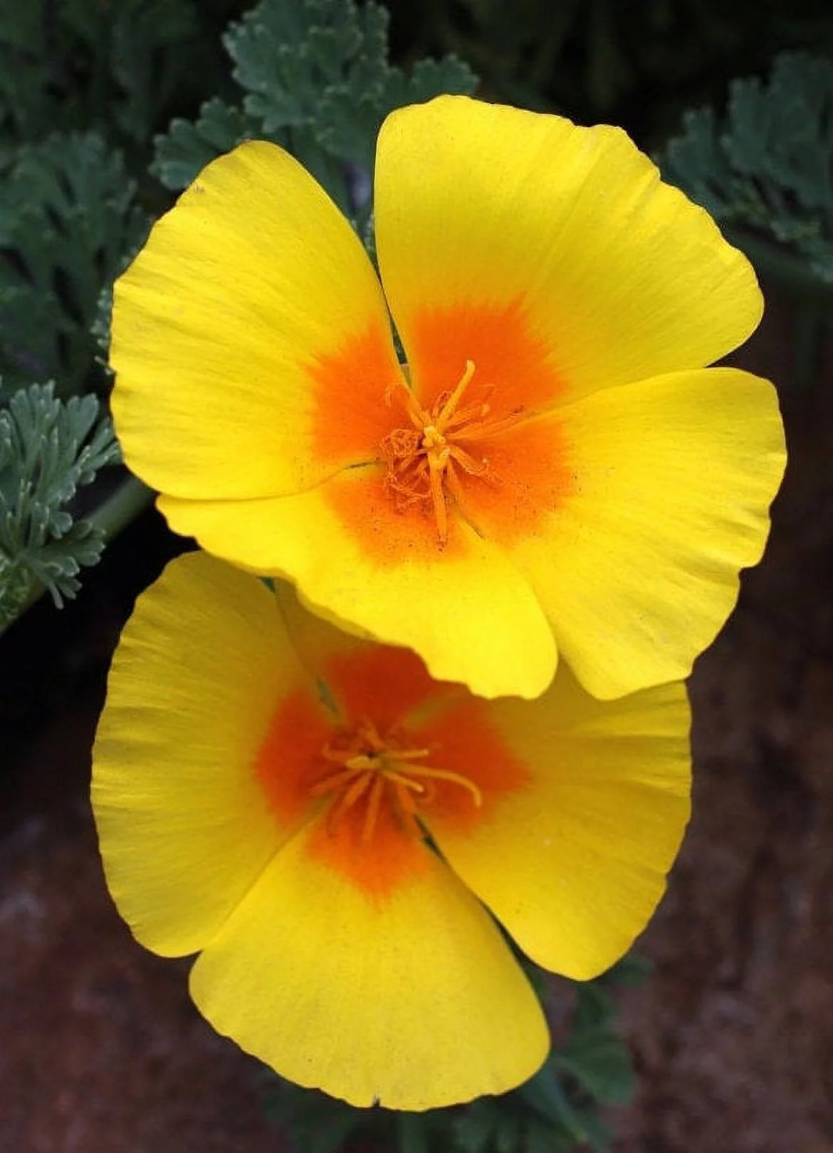 TomorrowSeeds - Coastal California Poppy Seeds - 1500+ Count Packet - E. californica var. maritima Cup of Gold Yellow Orange Perennial Poppies USA Flower Seed 2024