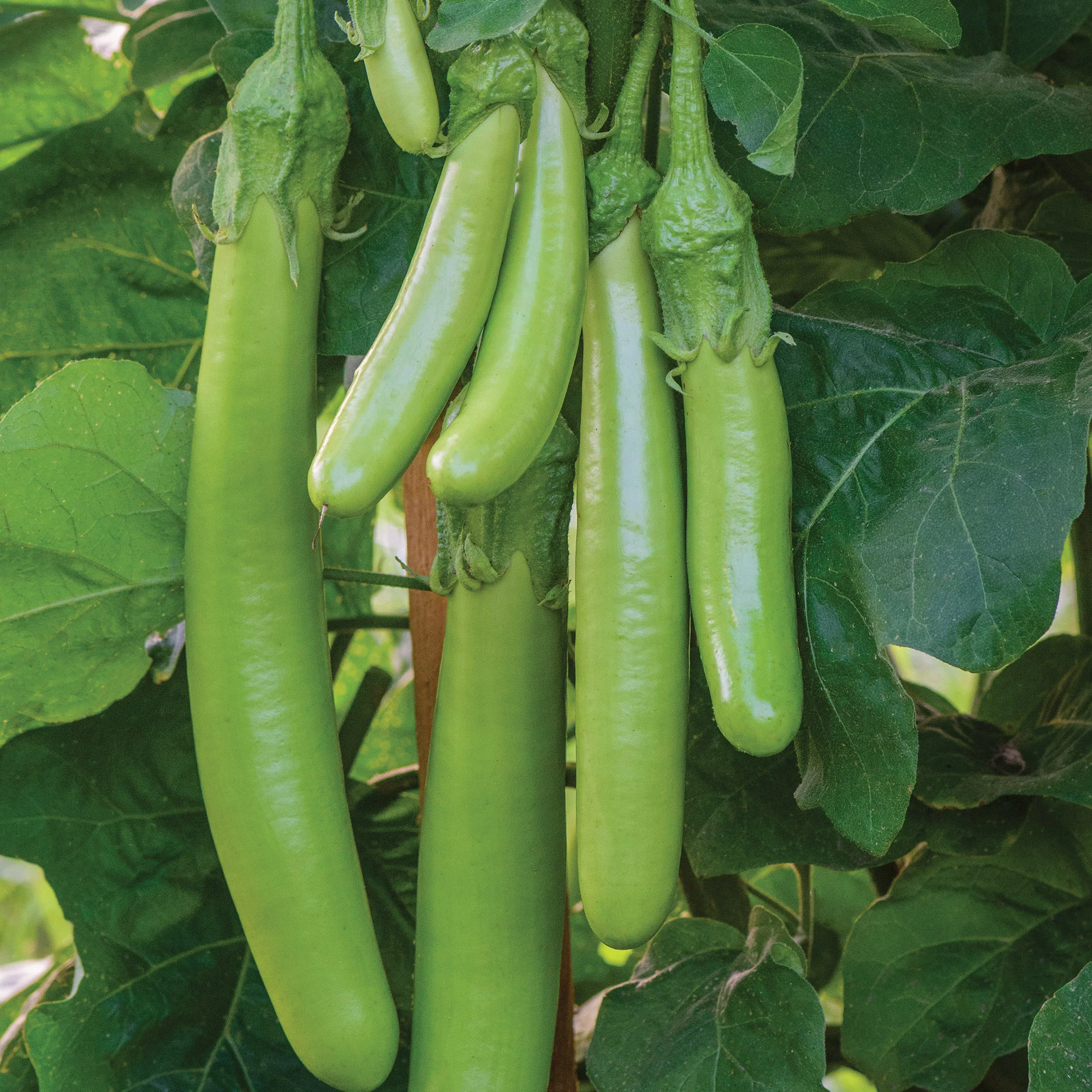 Burpee Green Knight Eggplant Vegetable Seed, 1-Pack