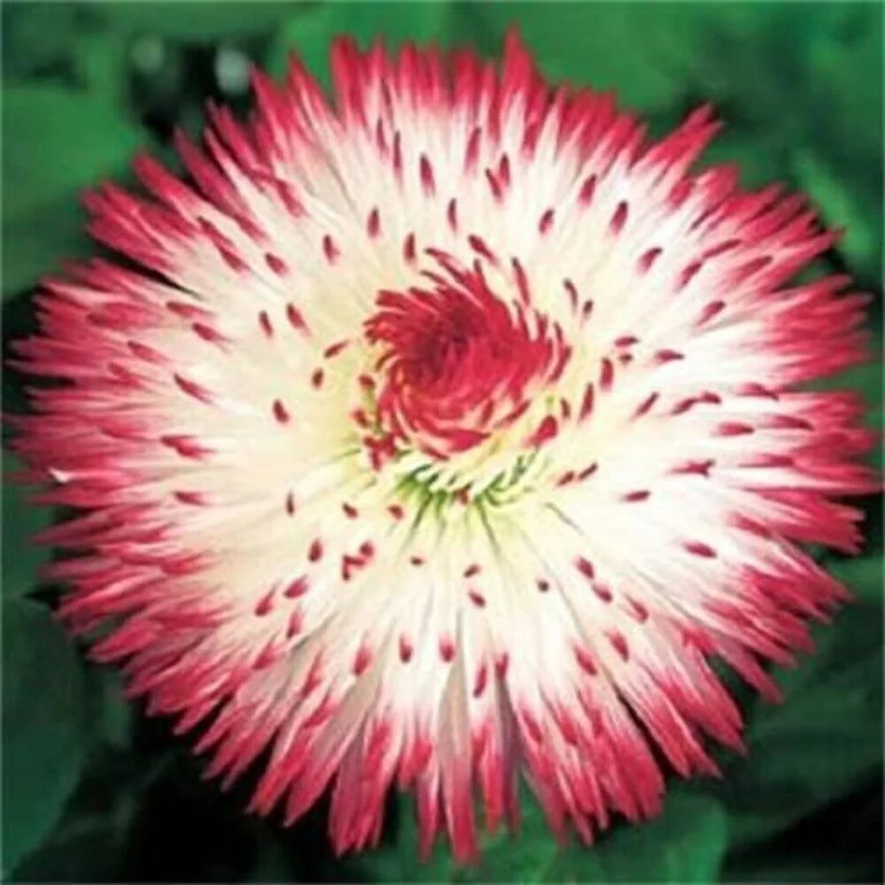 100 MIXED Col ENGLISH DAISY Bellis Perennis Flower Seeds
