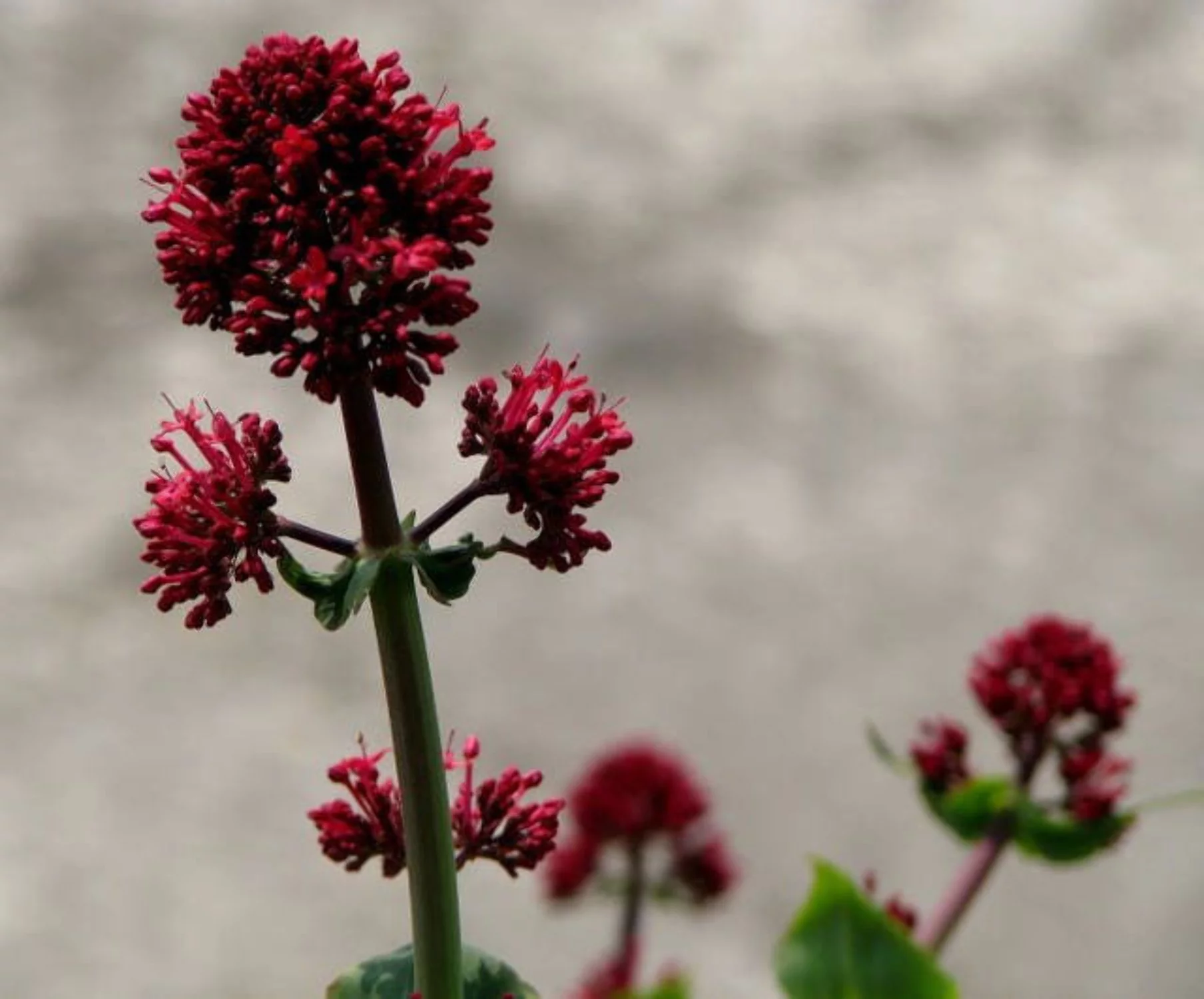 50 RED JUPITER'S BEARD Valerian Keys of Heaven Centranthus Ruber Flower Seeds