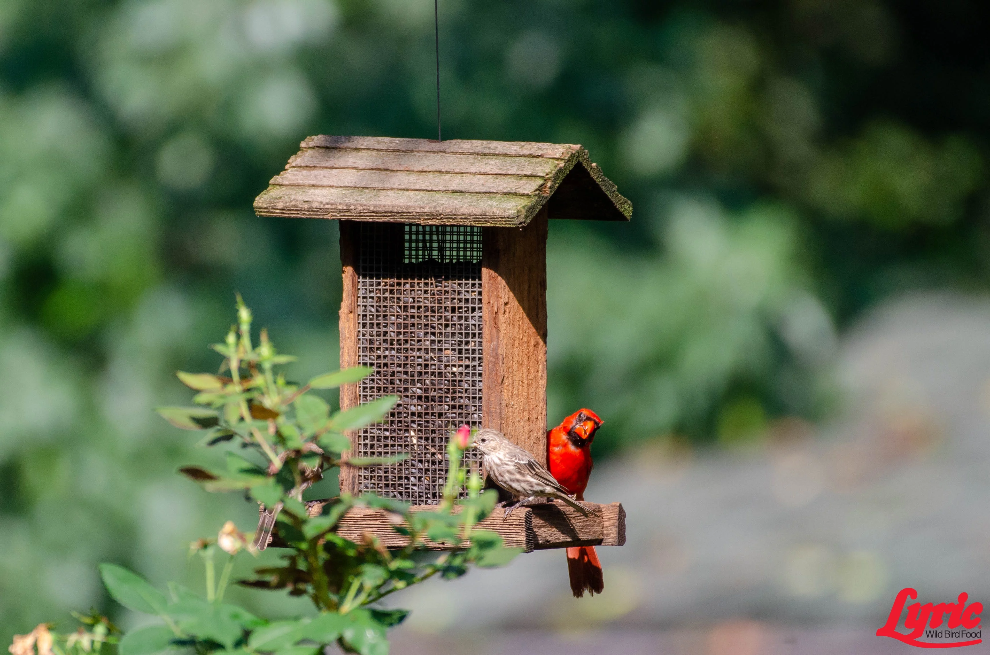 Lyric Black Oil Sunflower Seeds - 5 lb. Bag