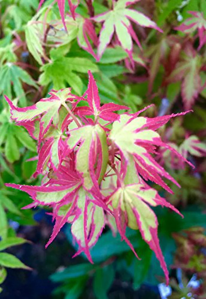 Beni Schichihenge Variegated Japanese Maple 3 - Year Live Plant