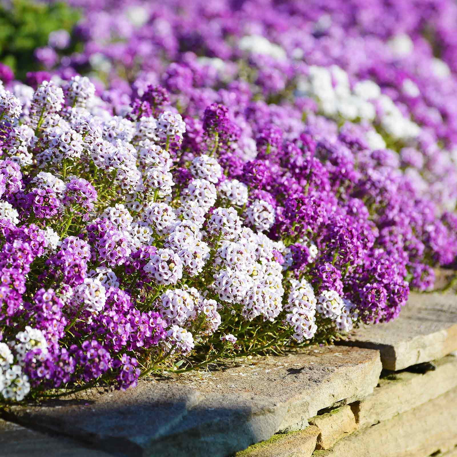 Alyssum Seeds - Magic Circle Mix - 1 Ounce - Mixed Flower Seeds,  Open Pollinated Seed  Attracts Bees, Attracts Butterflies, Attracts Pollinators, Fragrant, Container Garden