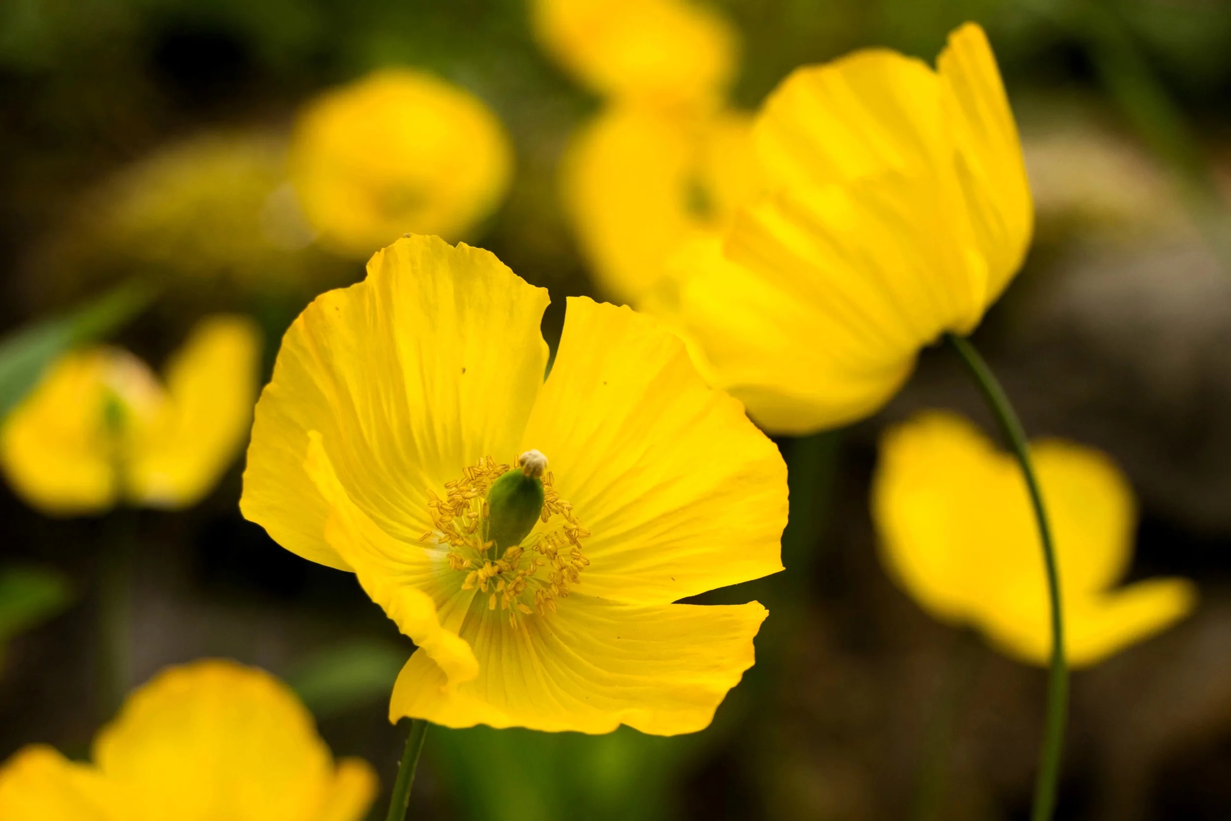 20 Seeds Yellow WELSH POPPY Meconopsis Papaver Cambricum Perennial Shade Flower Seeds