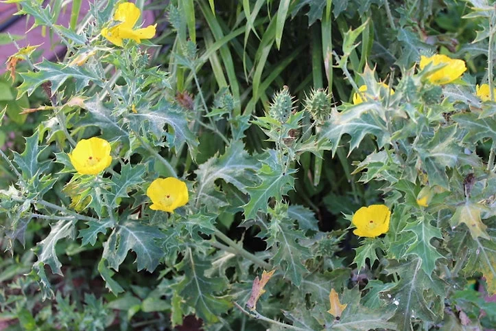 Flower Seeds- Prickly Poppy -100 Heirloom Seeds -Hardy Annual Wildflower- Attracts Butterflies - Container-Argemone mexicana- Clean Dry Seed- Serendipity Seeds