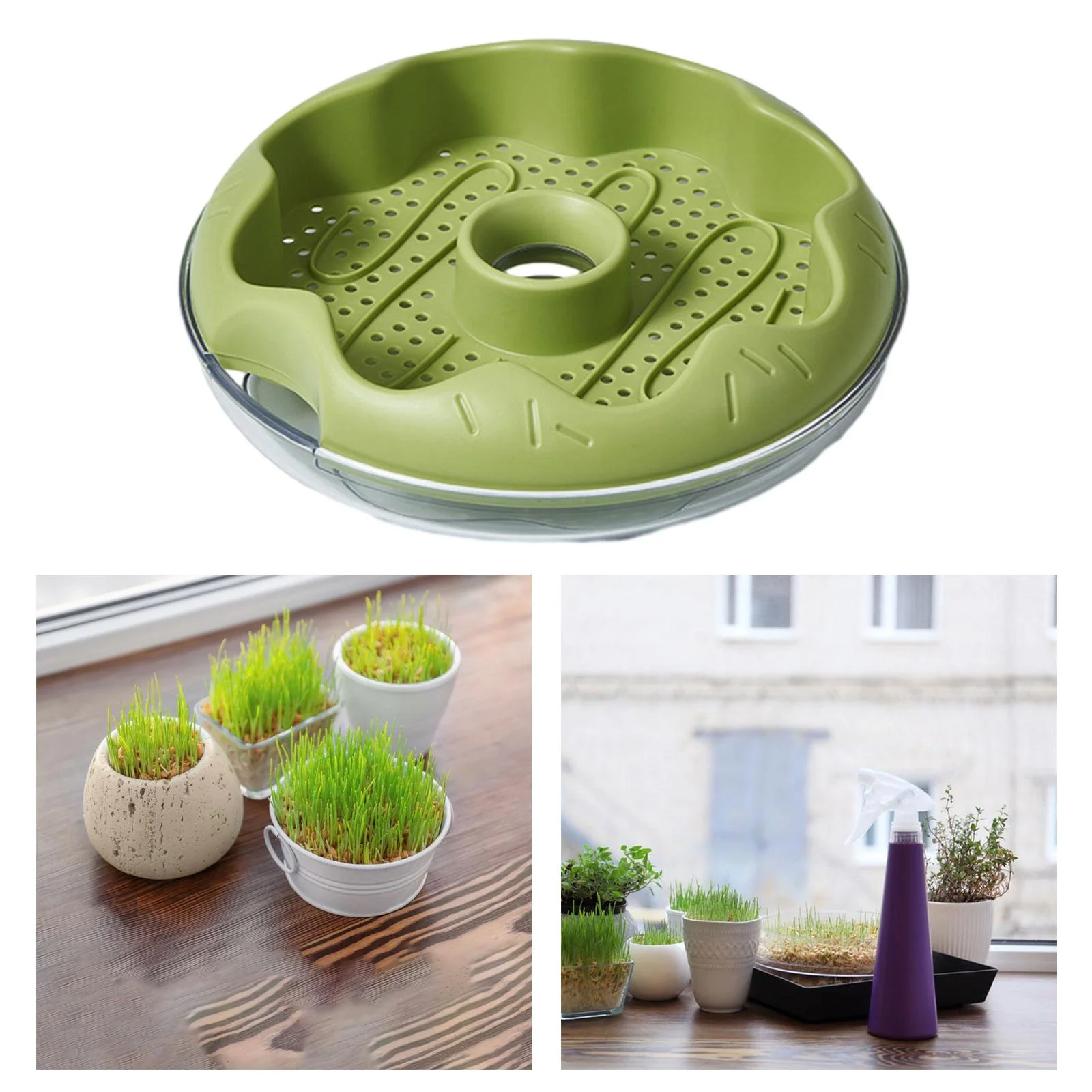 oshhnii Grass , Planting Tray, Germination Tray, Grass Sprouting Tray, Cat Snack Green