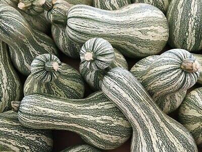 Striped Cushaw Gourd Seeds for Planting | 20 Seeds | Rare White Squash Seeds - Grow Your Own Fall Decor